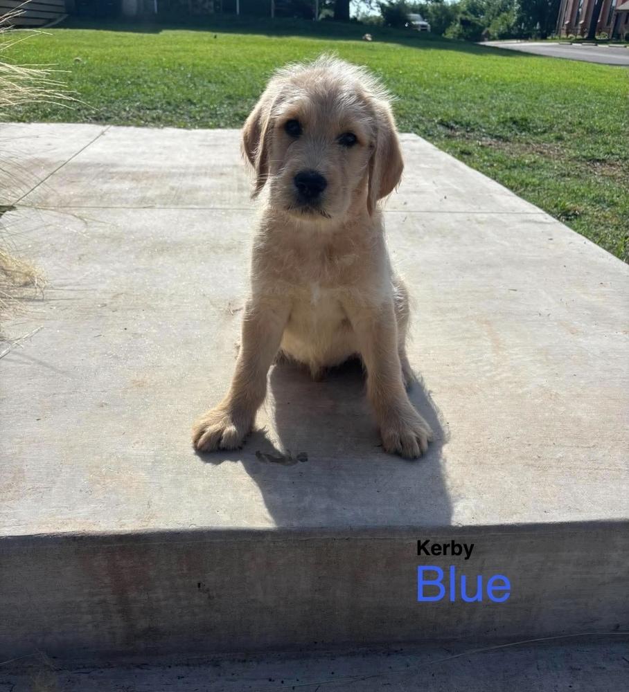 Kerby, Adoptable, Puppy Male Labradoodle.