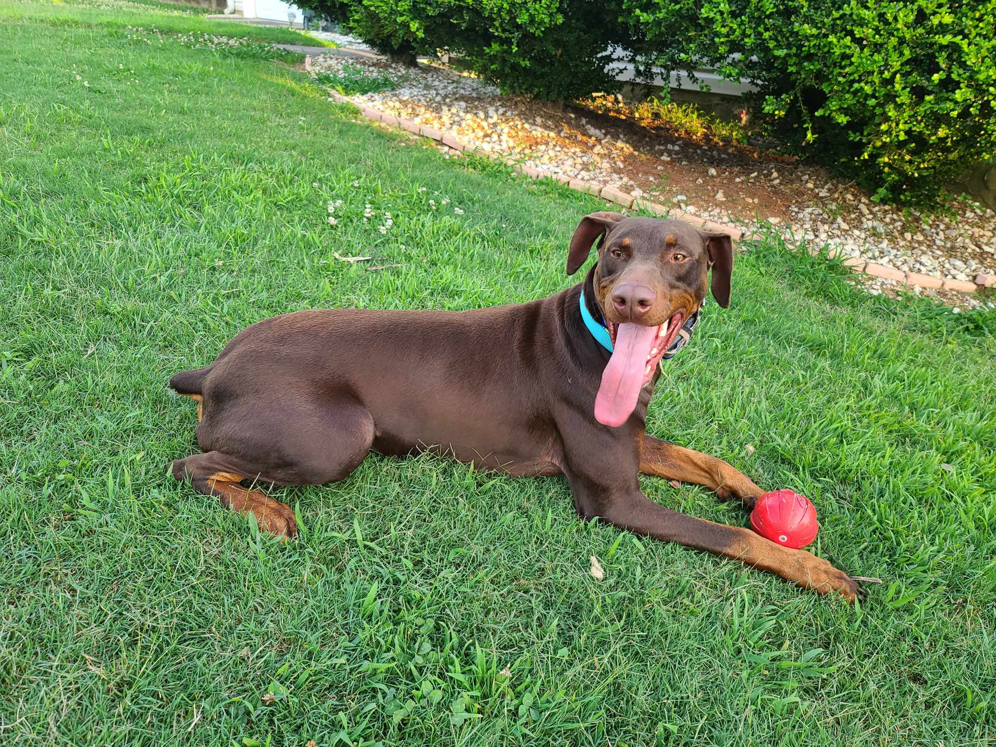 Kodak, Adopted, Adult Male Doberman Pinscher.