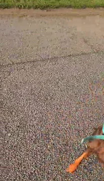 Enlarge Kodak, a Adopted Doberman Pinscher in Greenville, SC video 2/2