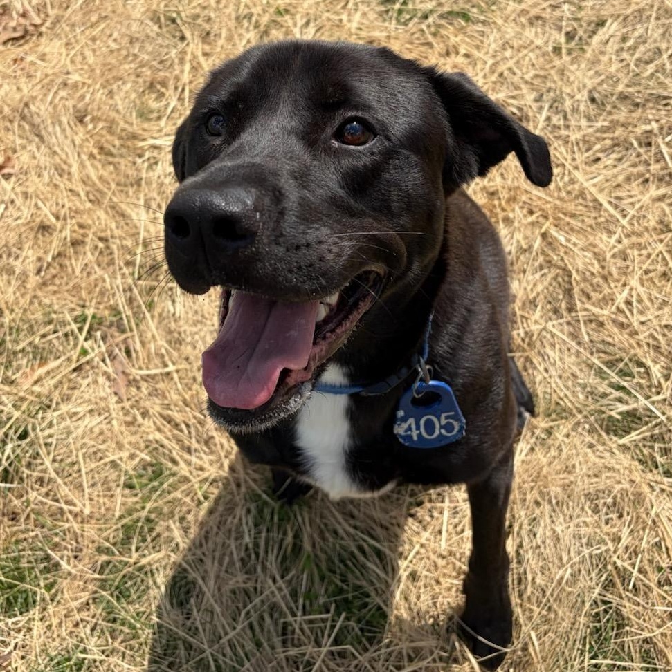 Enlarge Jynx (ID 50972/1135), an adopted Labrador Retriever in Manassas, VA image 1/1