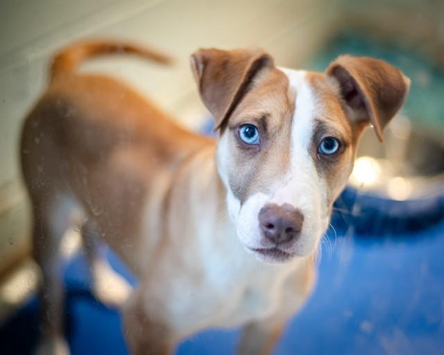 LAVENDER, Adoptable, Puppy Female Australian Cattle Dog / Blue Heeler & Mixed Breed.