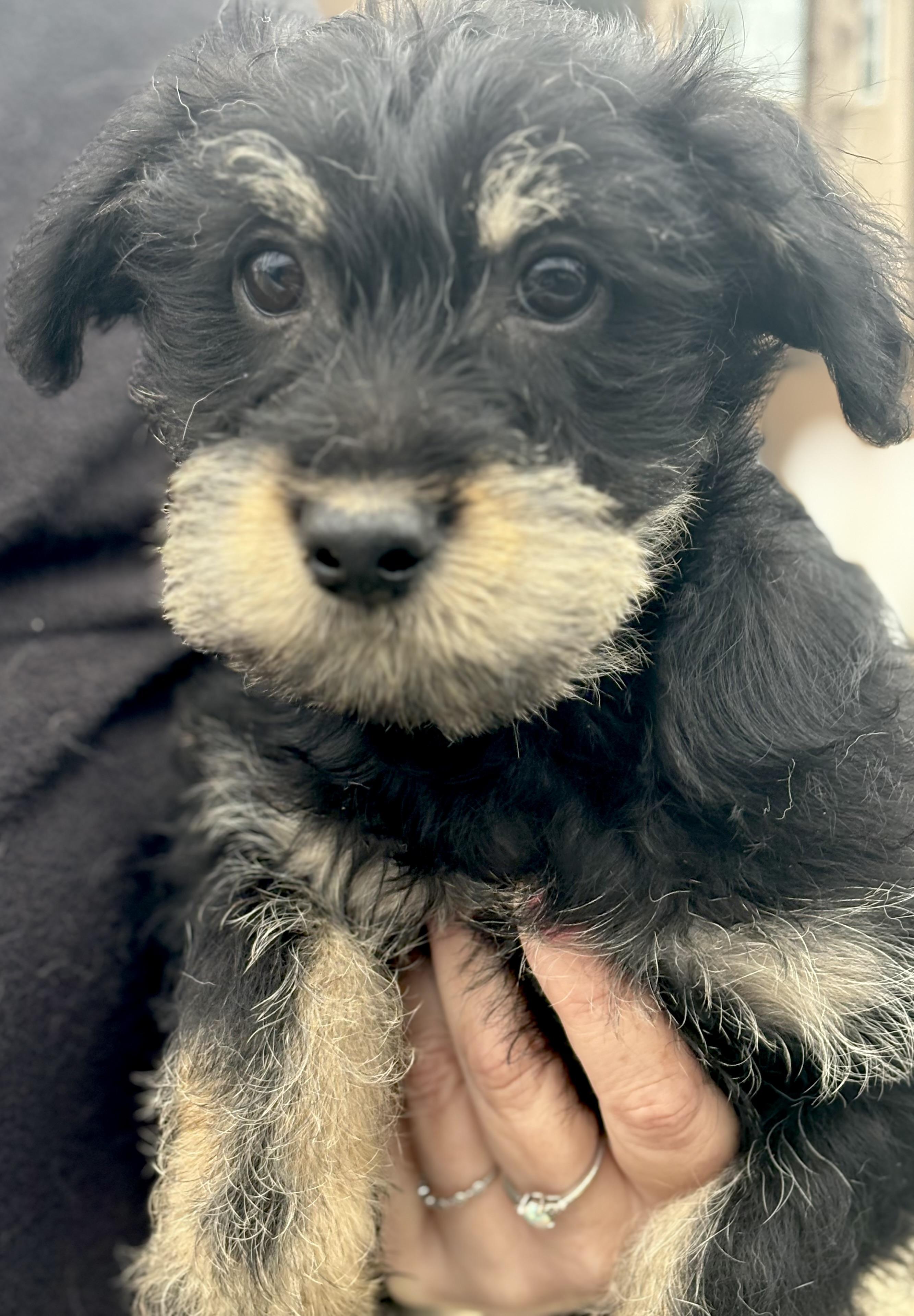 Enlarge Honor, a Adoptable mixed breed in Yuba City, CA image 3/4