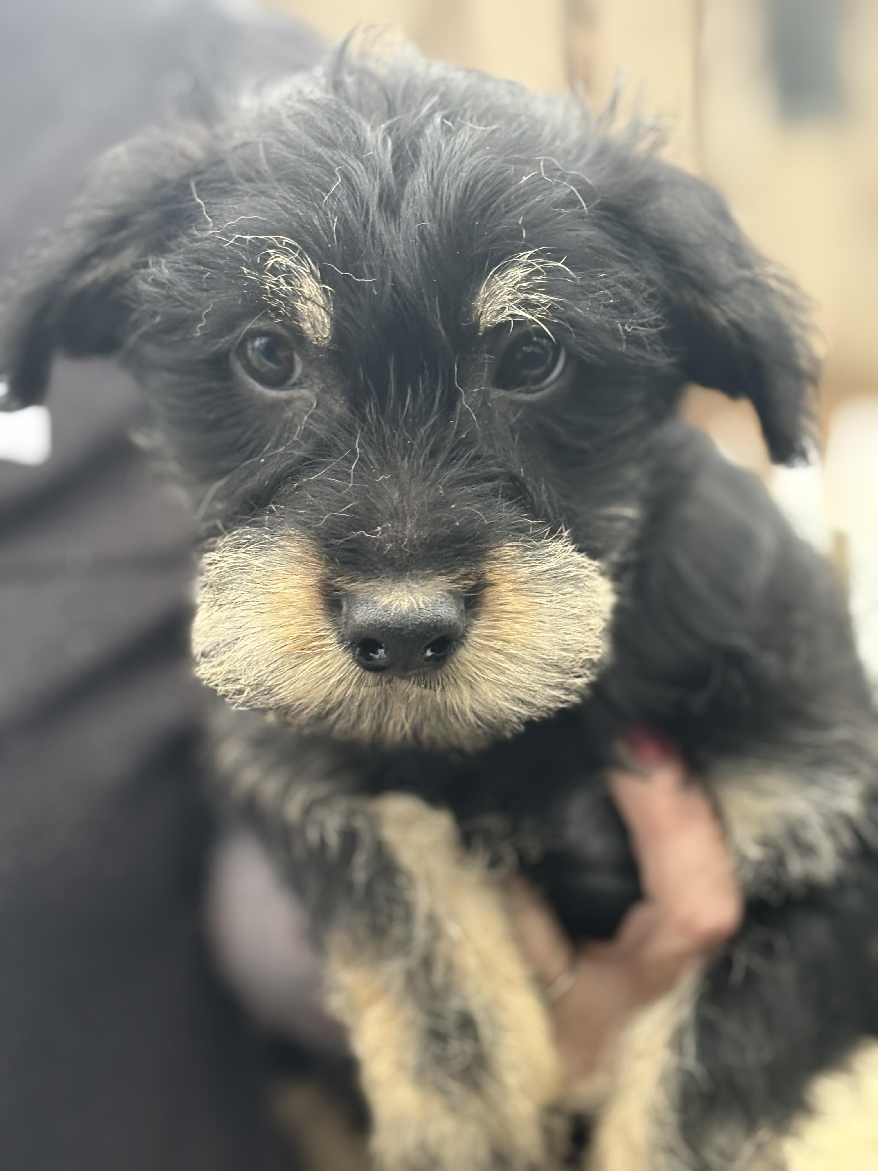 Enlarge Honor, a Adoptable mixed breed in Yuba City, CA image 1/4