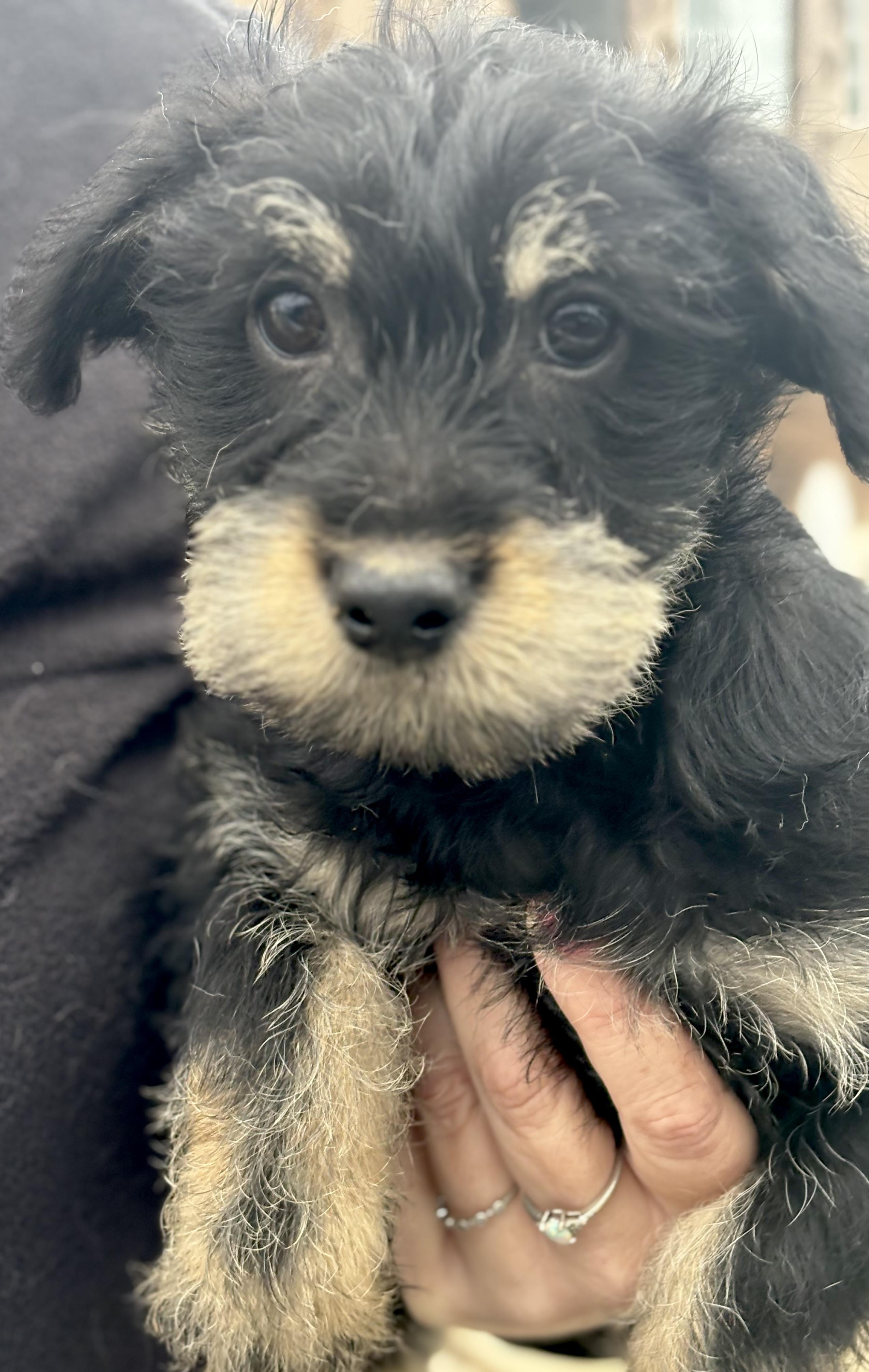 Enlarge Honor, a Adoptable mixed breed in Yuba City, CA image 4/4