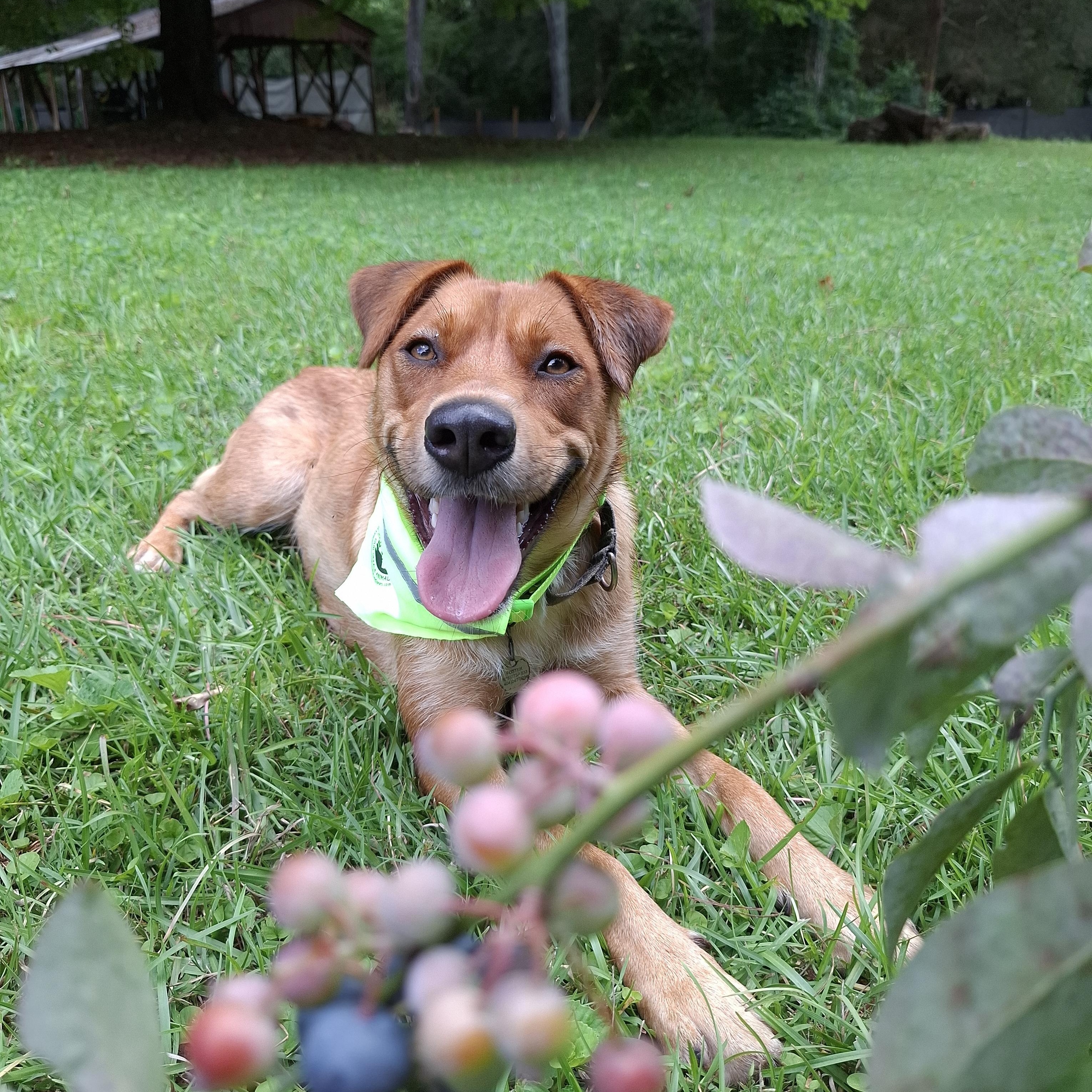Enlarge LADY, a ADOPTABLE Mixed Breed in Stone Mountain, GA image 2/6