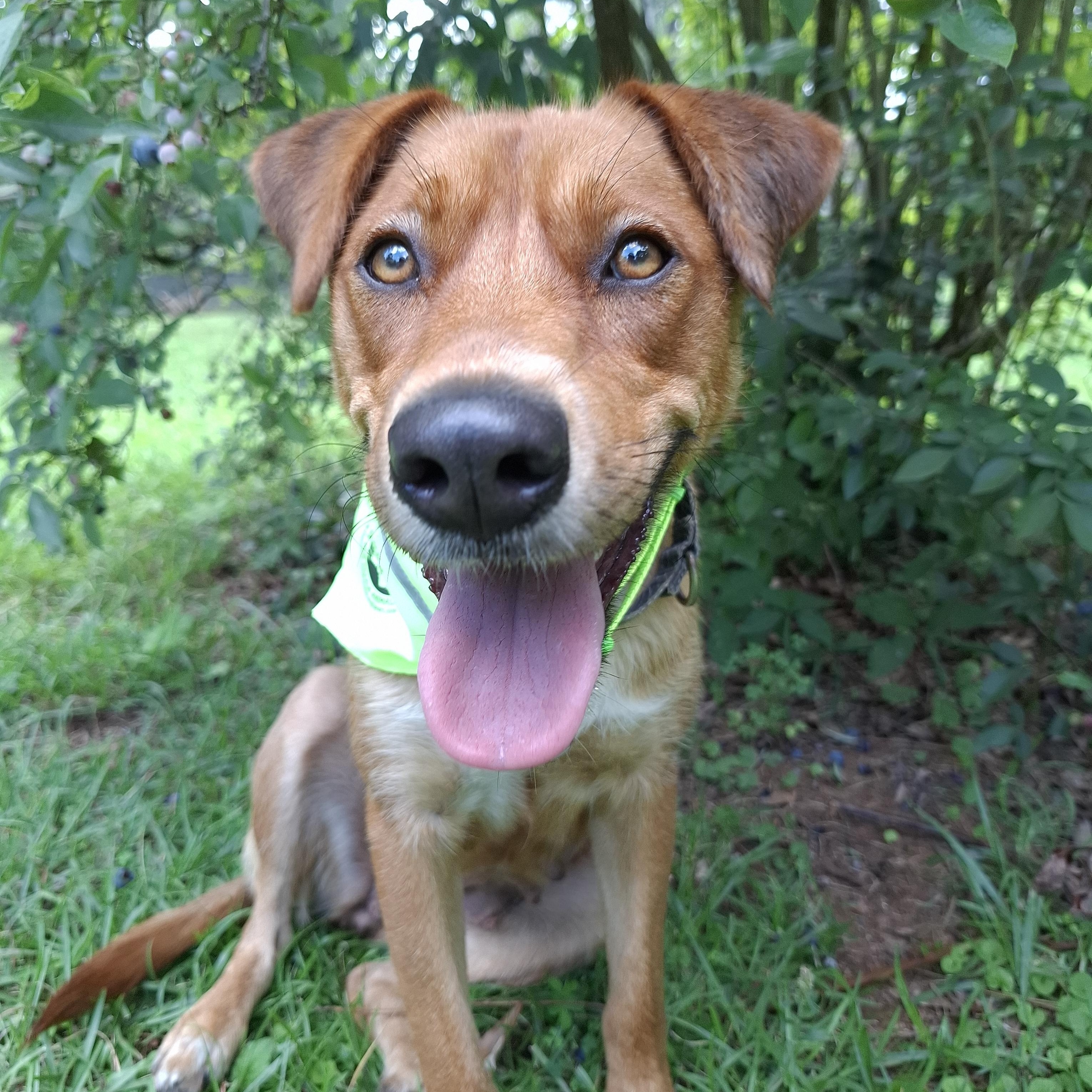 LADY, ADOPTABLE, Young Female Mixed Breed.