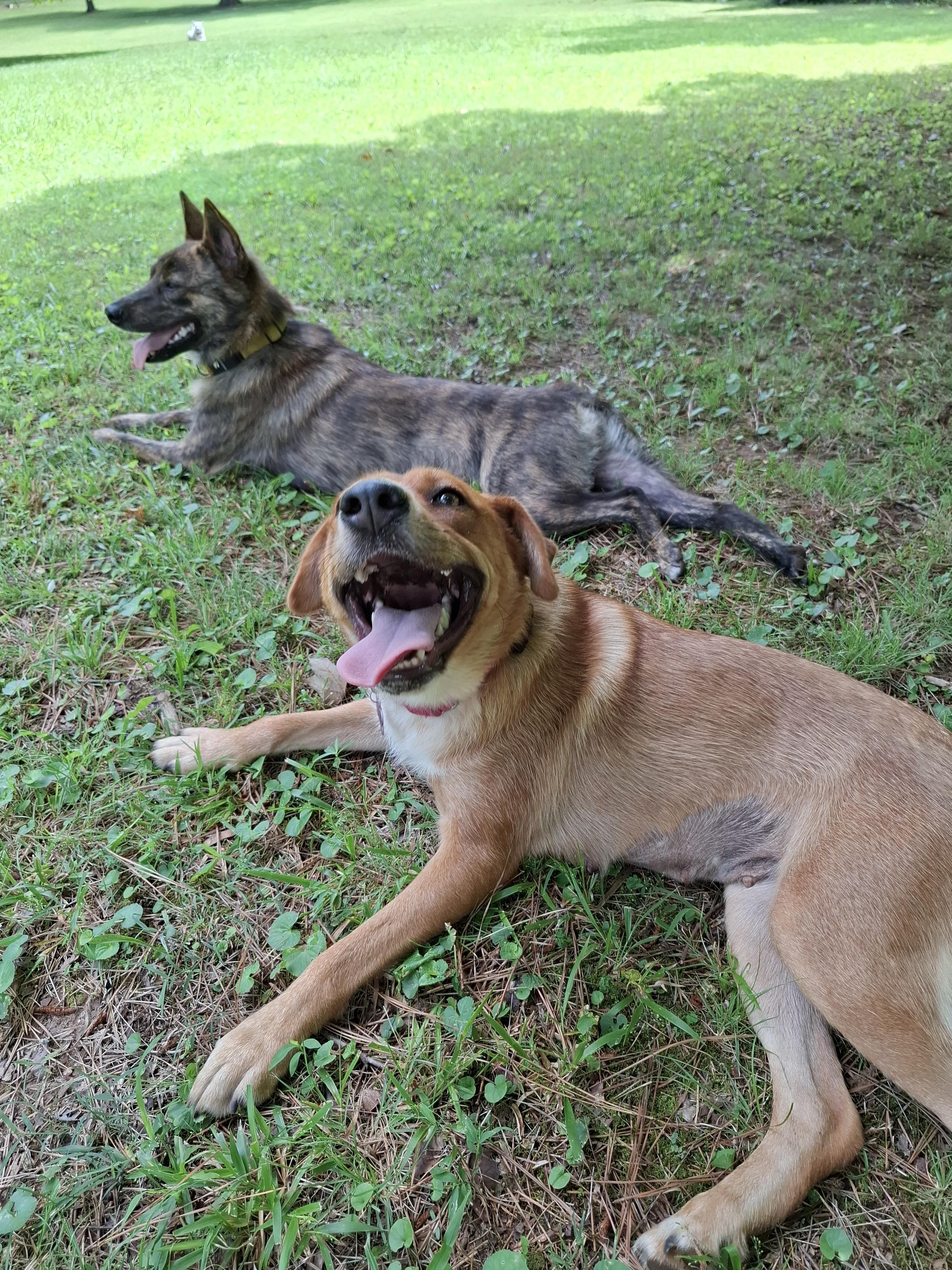 Enlarge LADY, a ADOPTABLE Mixed Breed in Stone Mountain, GA image 3/6