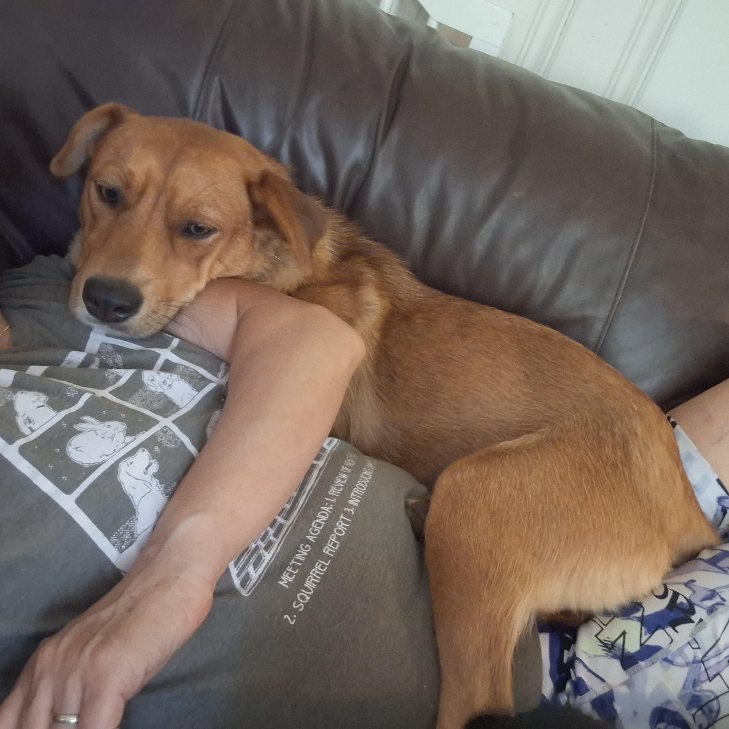 Enlarge LADY, a ADOPTABLE Mixed Breed in Stone Mountain, GA image 6/6