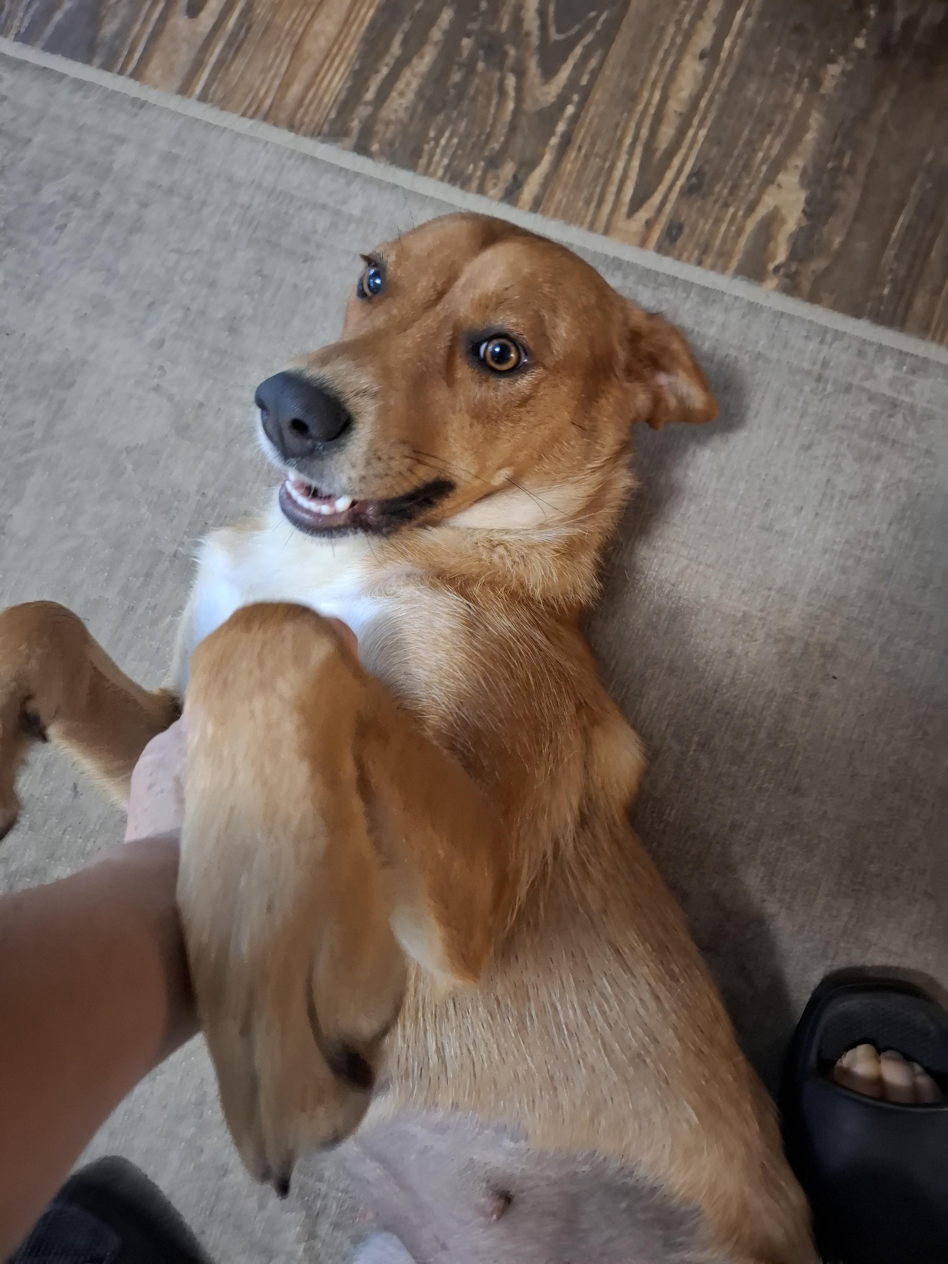 Enlarge LADY, a ADOPTABLE Mixed Breed in Stone Mountain, GA image 4/6