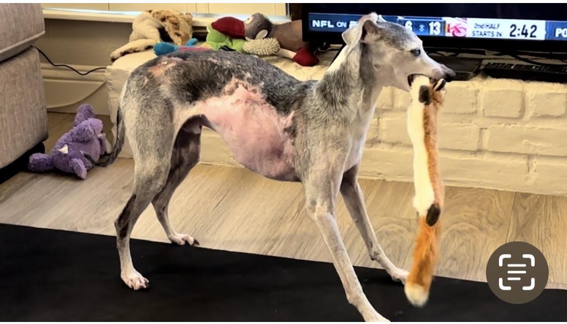 Augie - Houston, Adopted, Senior Male Italian Greyhound.