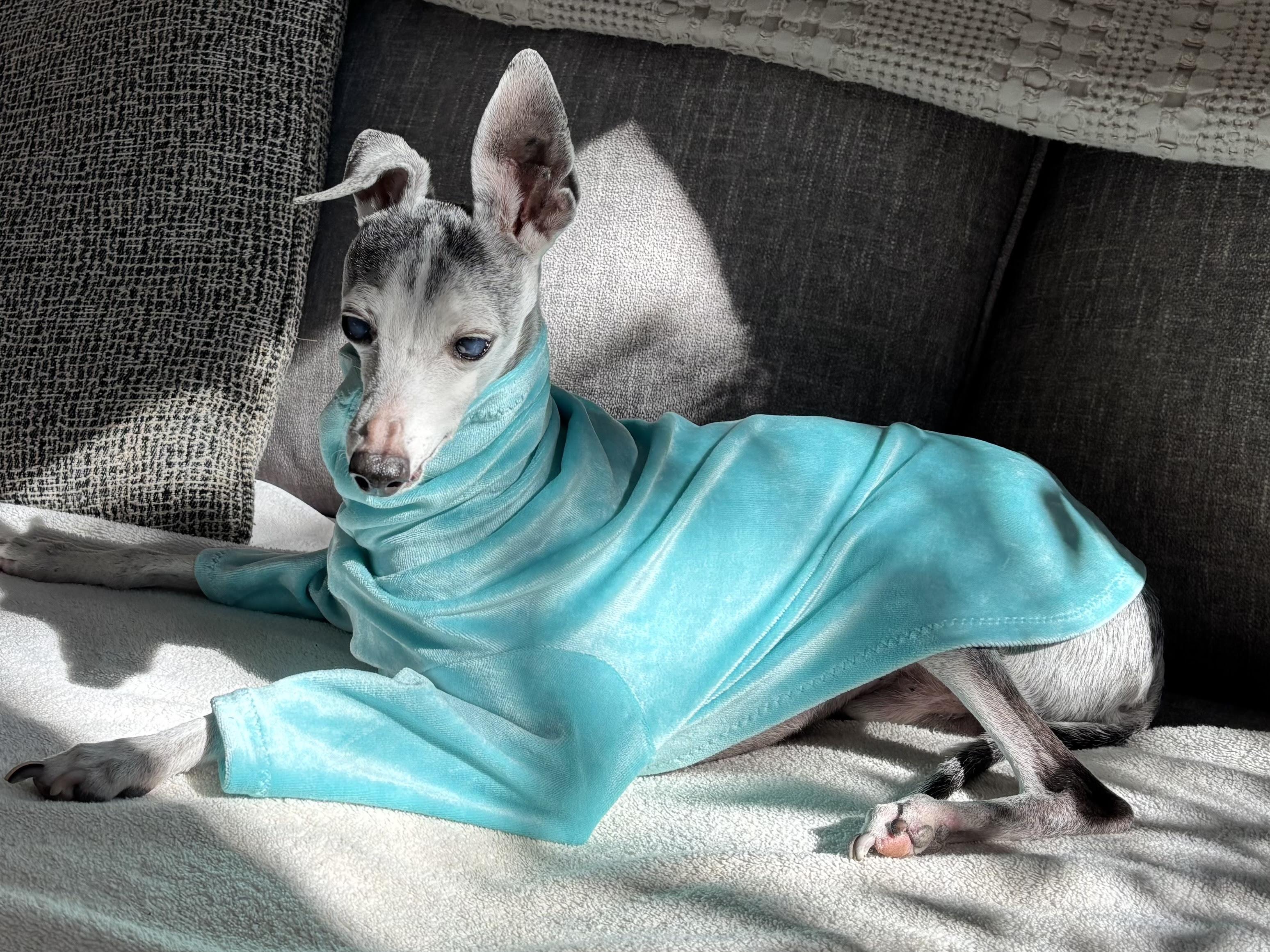 Enlarge Augie - Houston, a Adopted Italian Greyhound in Bellaire, TX image 2/5