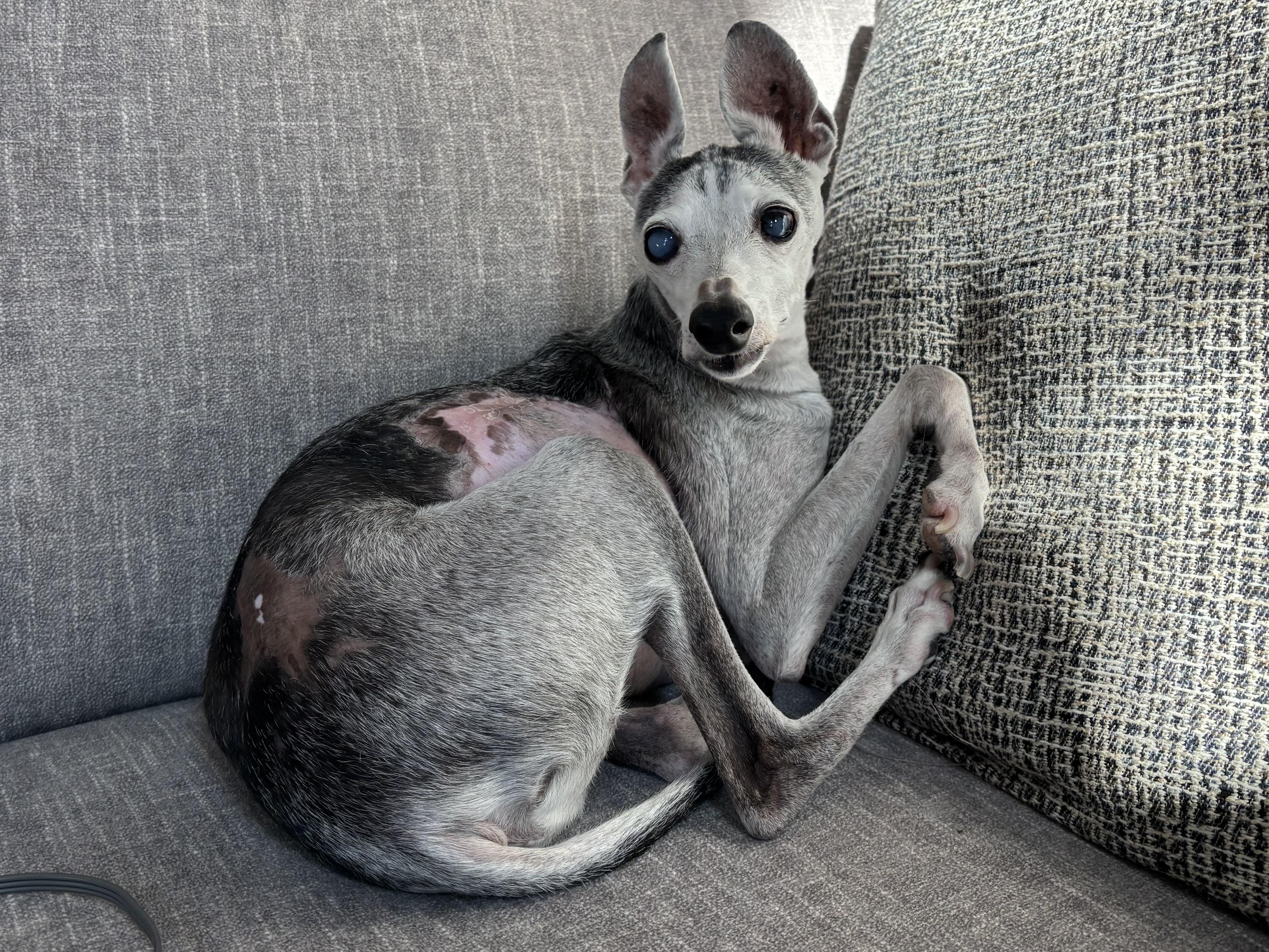 Enlarge Augie - Houston, a Adopted Italian Greyhound in Bellaire, TX image 3/5