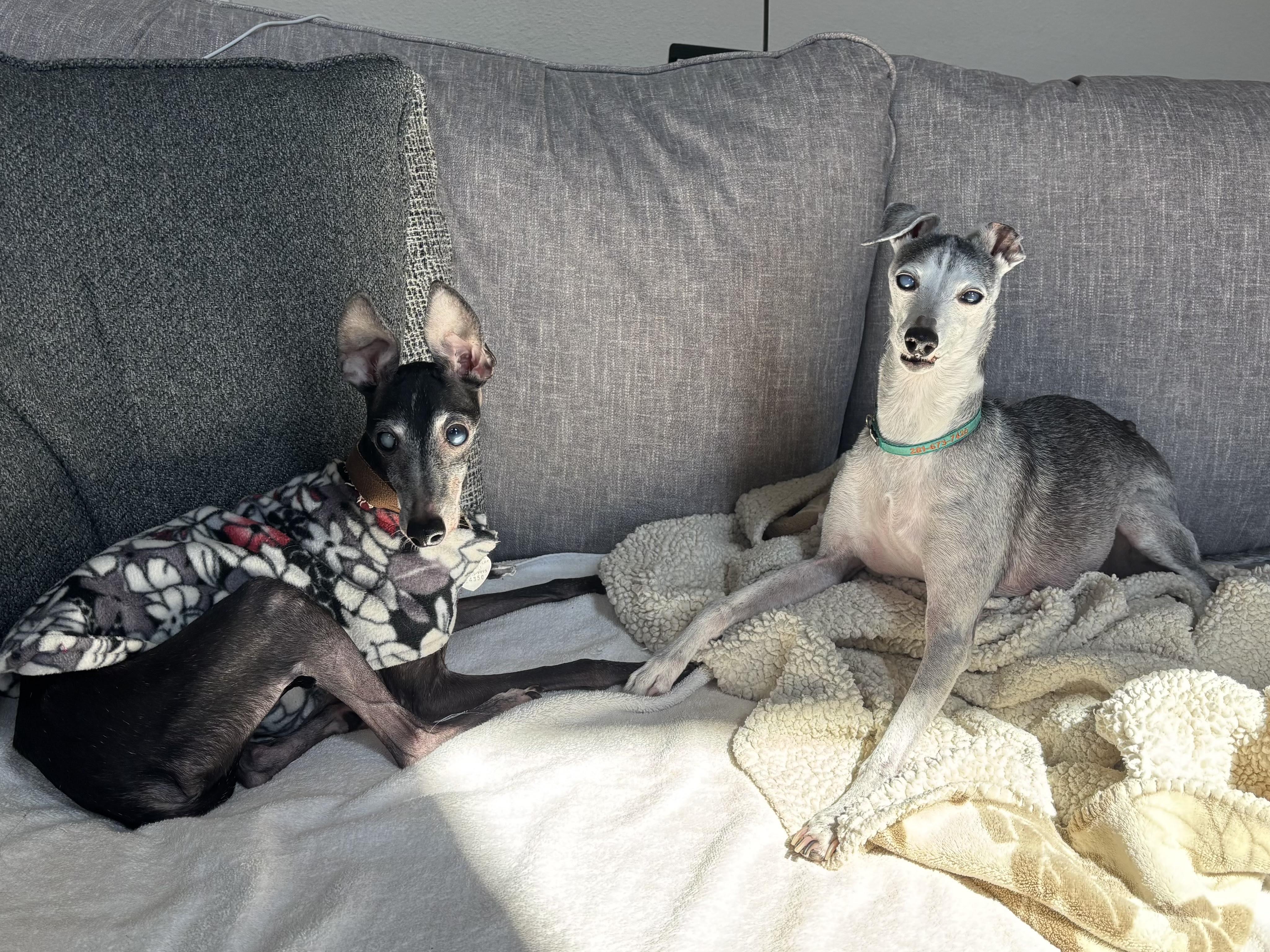 Enlarge Augie - Houston, a Adopted Italian Greyhound in Bellaire, TX image 4/5