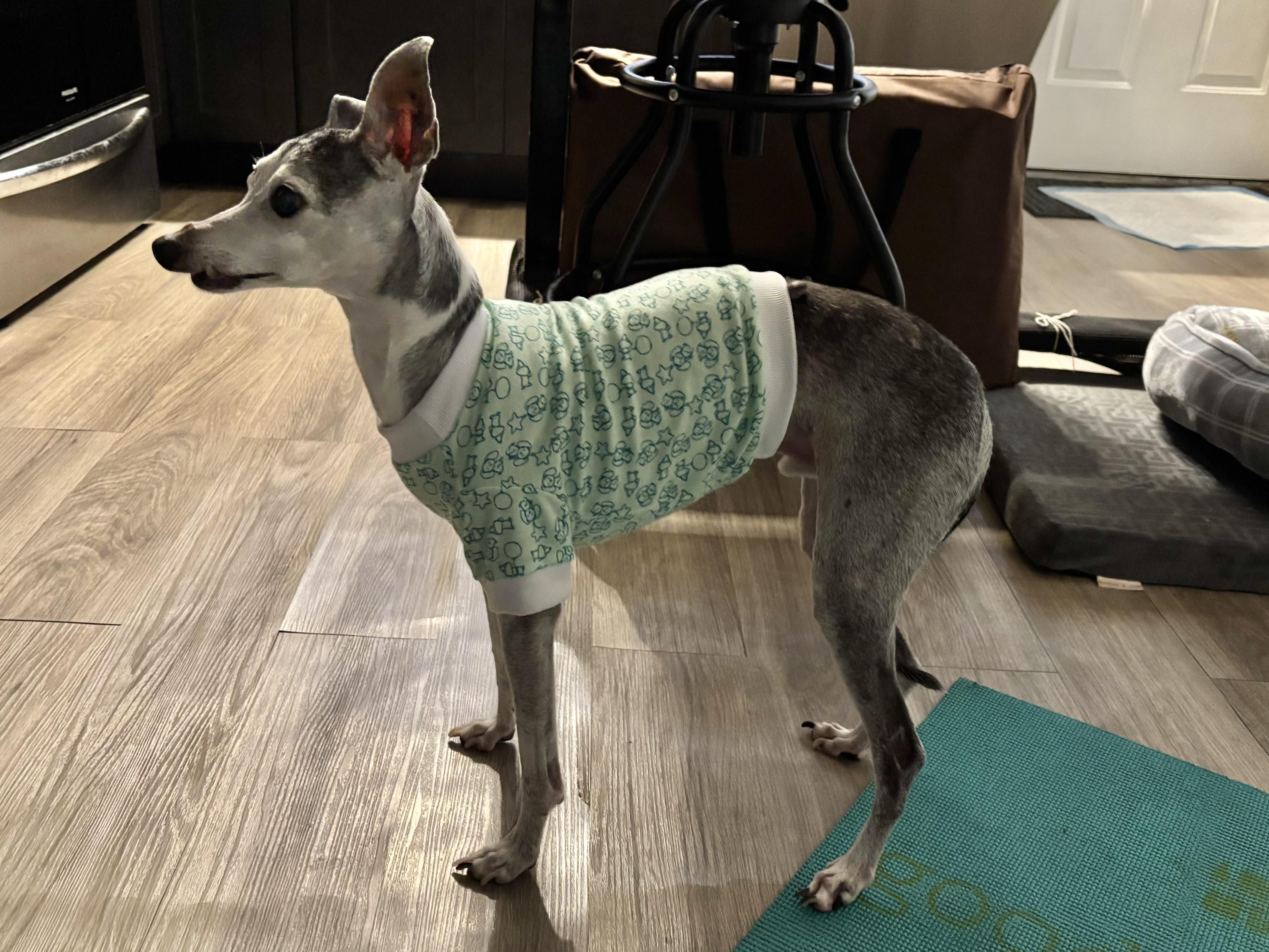 Enlarge Augie - Houston, a Adopted Italian Greyhound in Bellaire, TX image 5/5