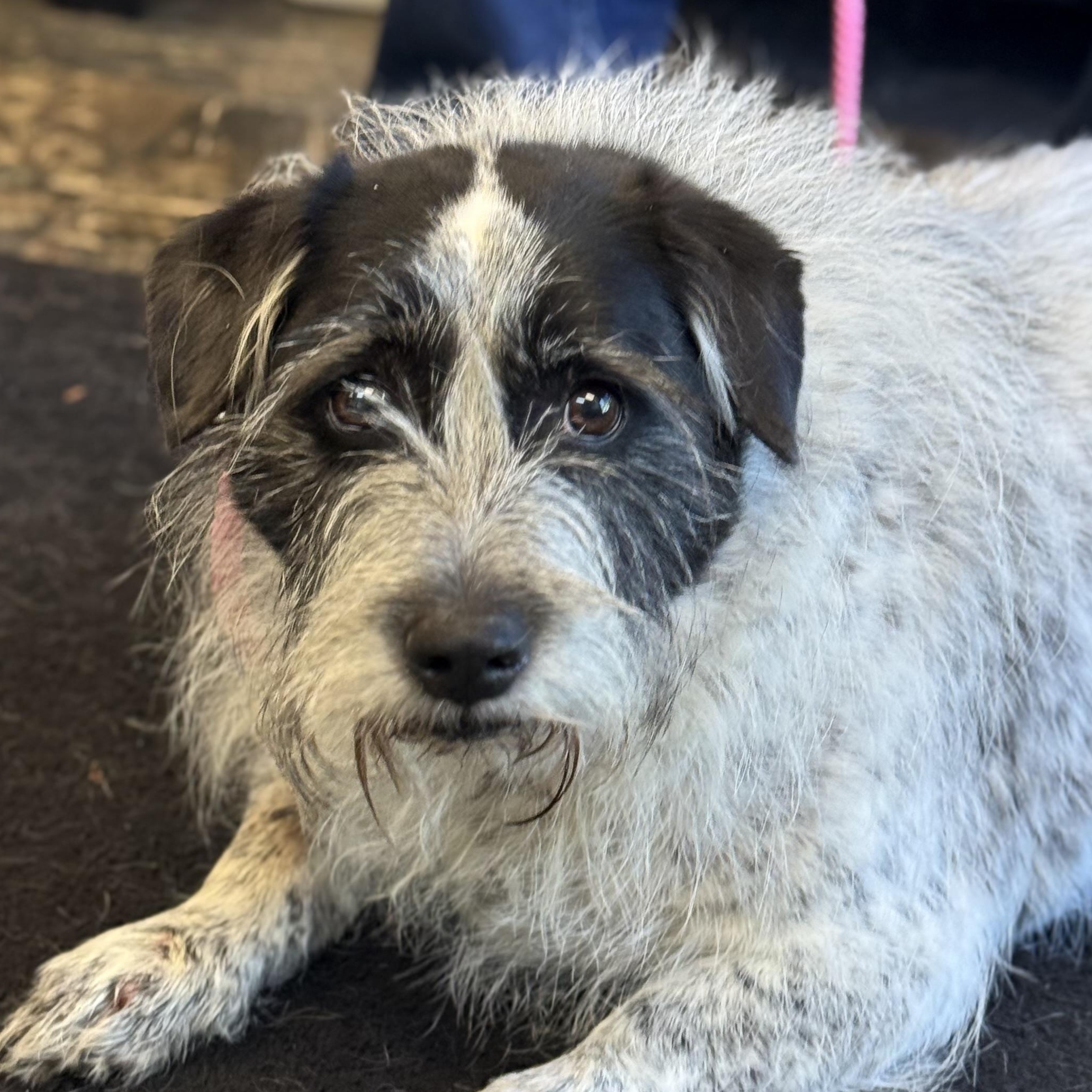 Nellie, a ADOPTABLE mixed breed in Barrington Hills, IL image 3/3