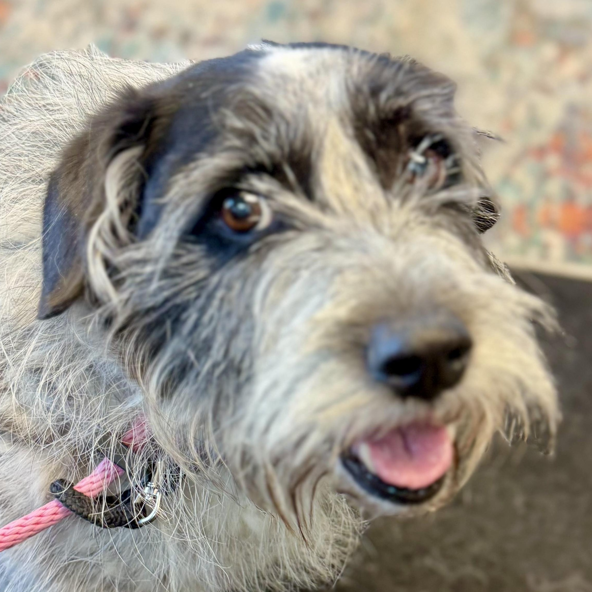 Nellie, ADOPTABLE, Senior Female Basset Hound & Terrier.