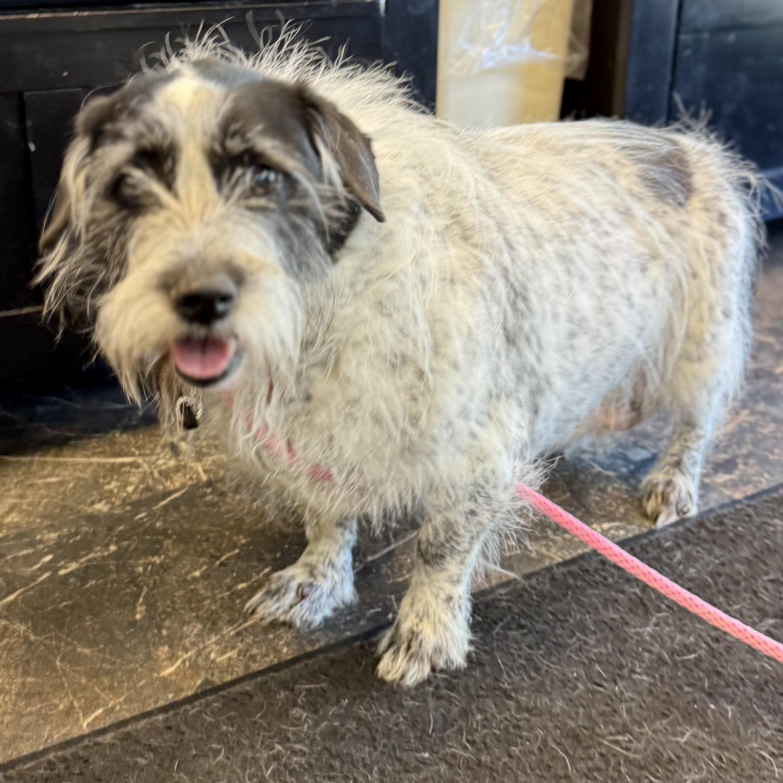 Nellie, a ADOPTABLE mixed breed in Barrington Hills, IL image 2/3