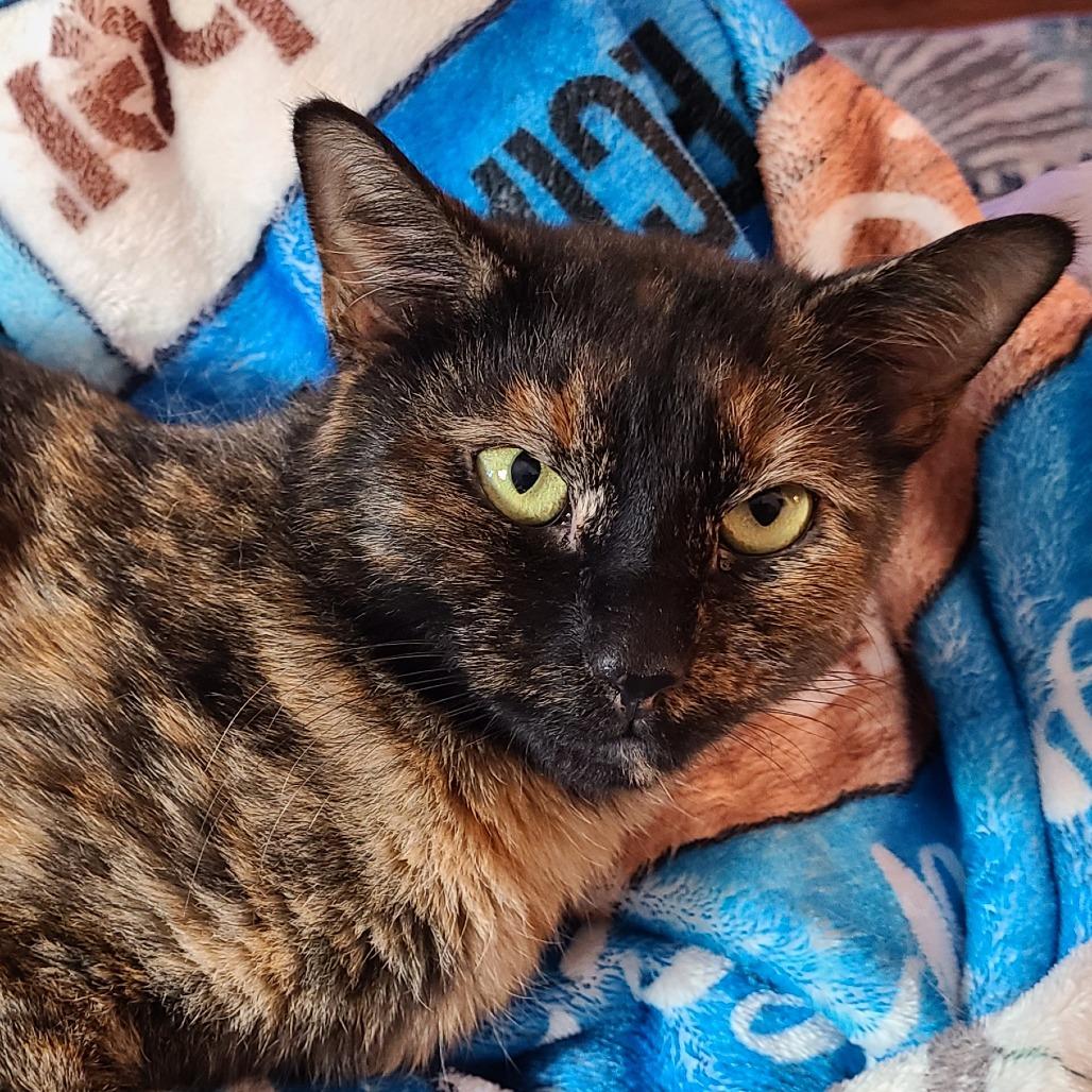 Truffle — thumbnail 2