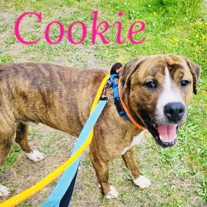 Cookie 6
