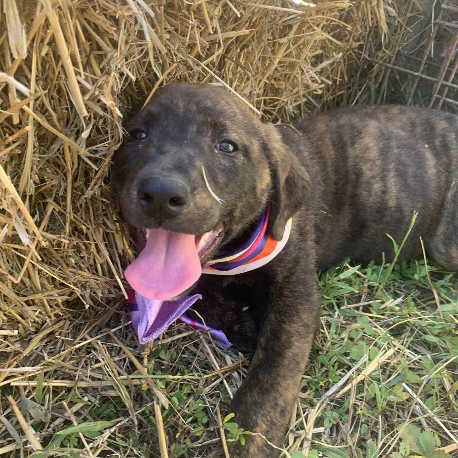 Enlarge Fannie, a Adoptable mixed breed in Campton, KY image 2/5