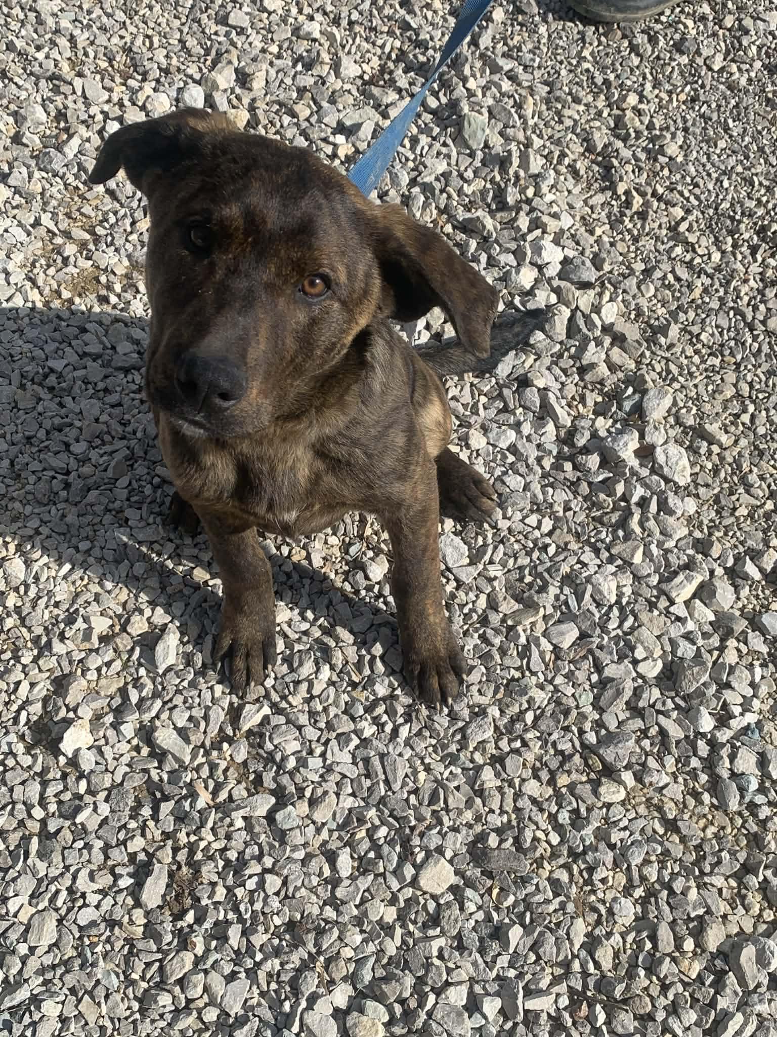 Enlarge Fannie, a Adoptable mixed breed in Campton, KY image 3/4