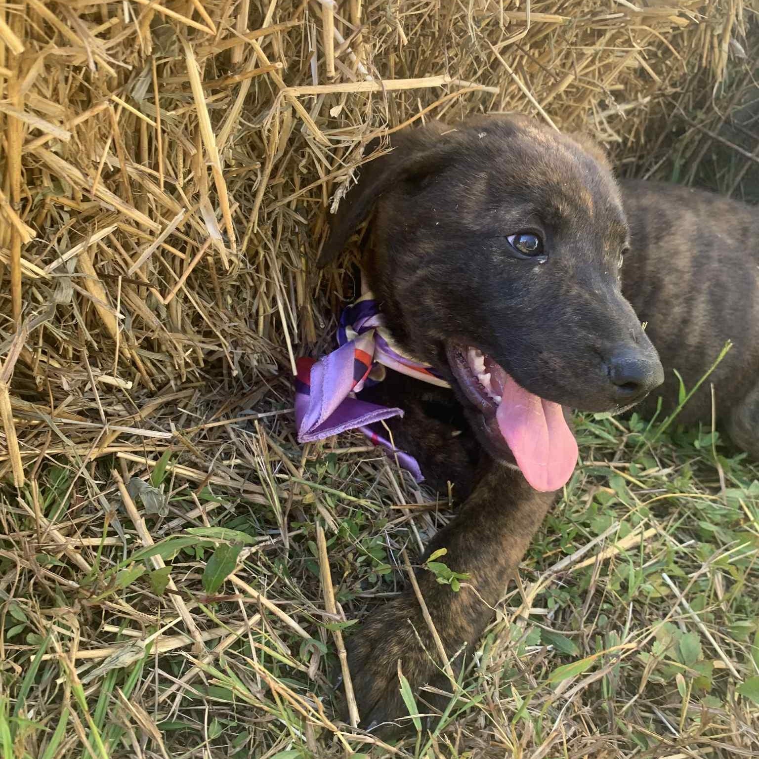 Enlarge Fannie, a Adoptable mixed breed in Campton, KY image 3/5