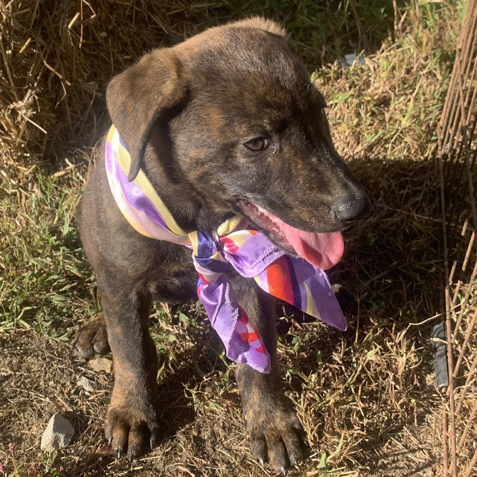 Enlarge Fannie, a Adoptable mixed breed in Campton, KY image 1/5