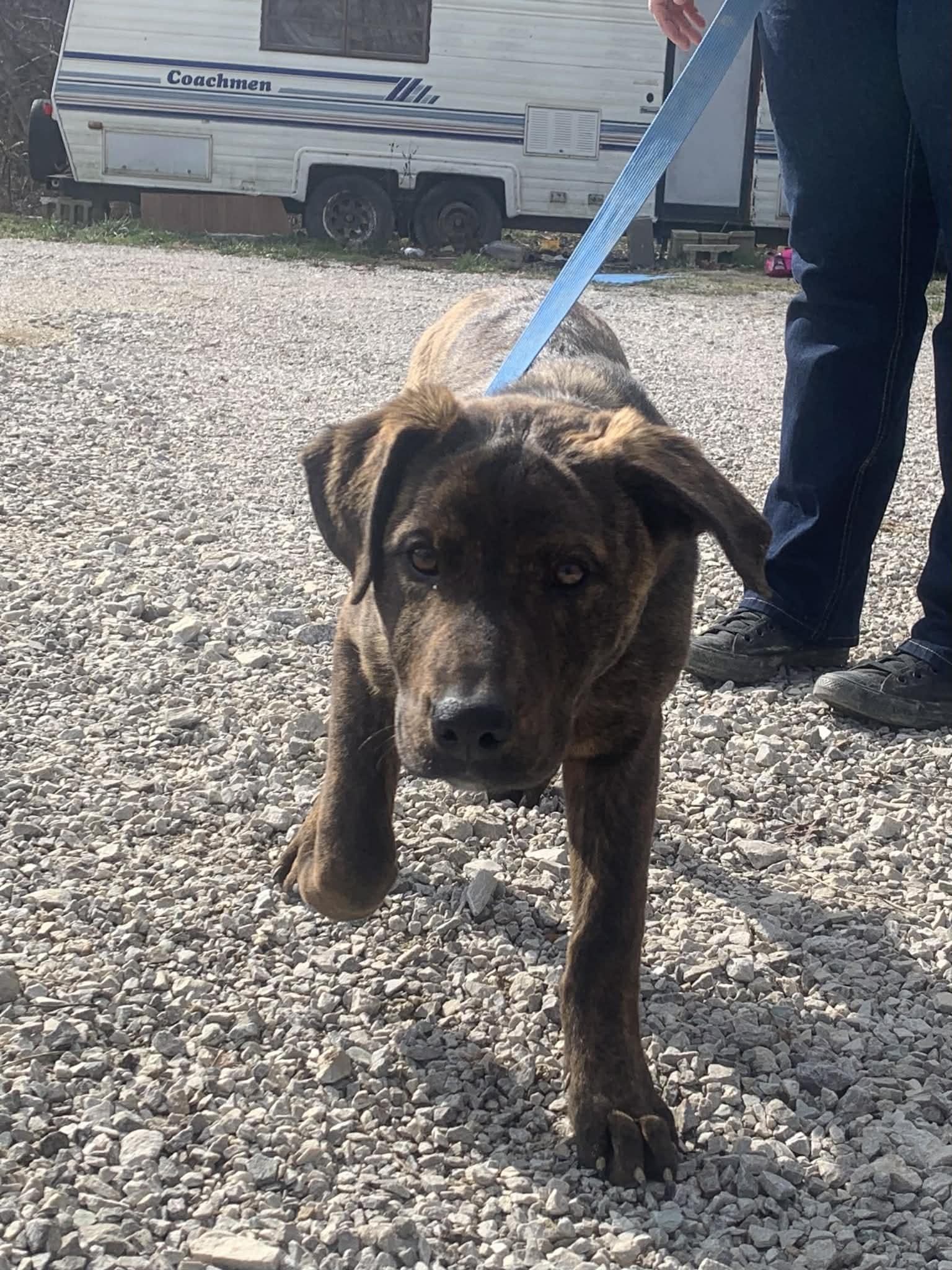 Enlarge Fannie, a Adoptable mixed breed in Campton, KY image 2/4