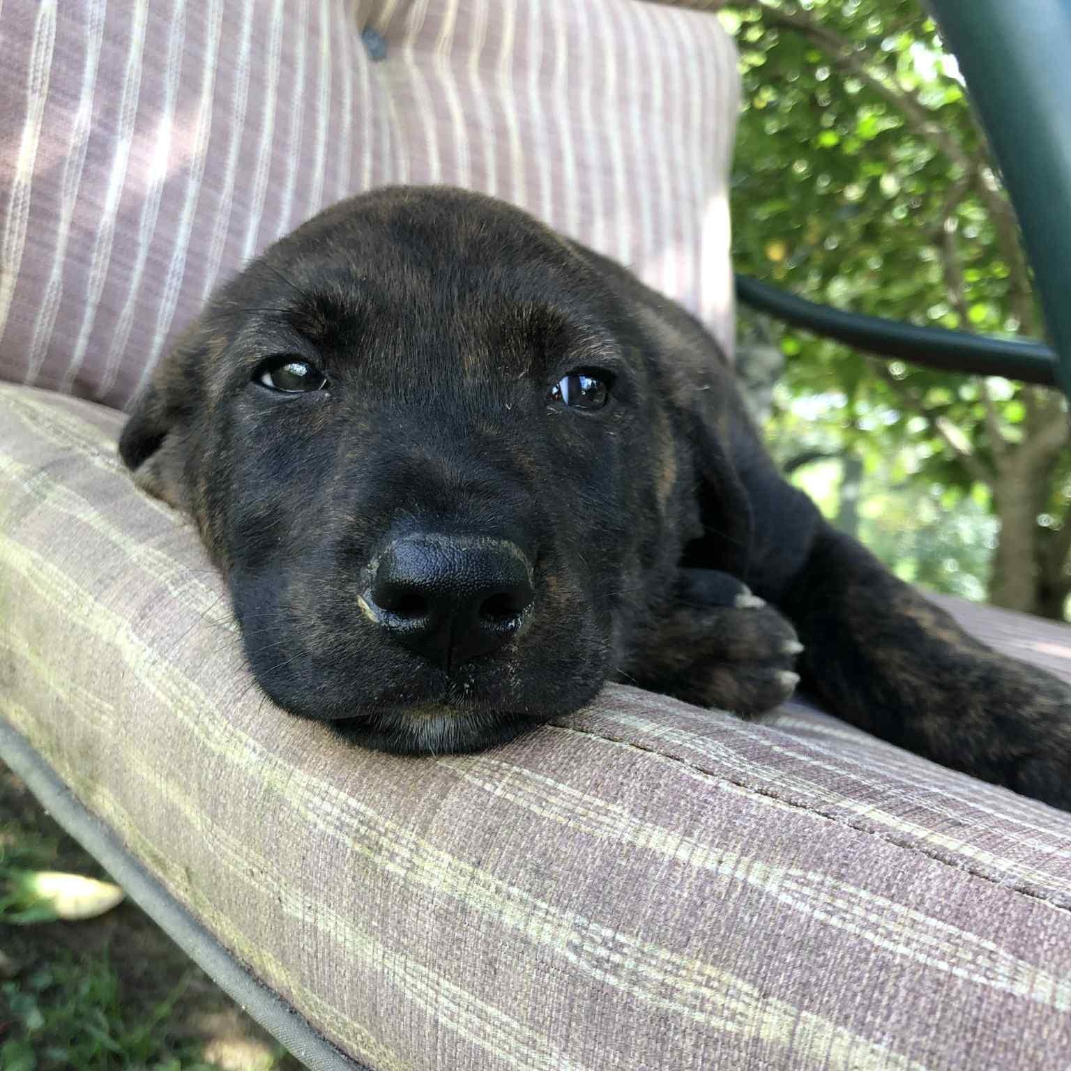 Fannie, Adoptable, Puppy Female Black Labrador Retriever & Mixed Breed.