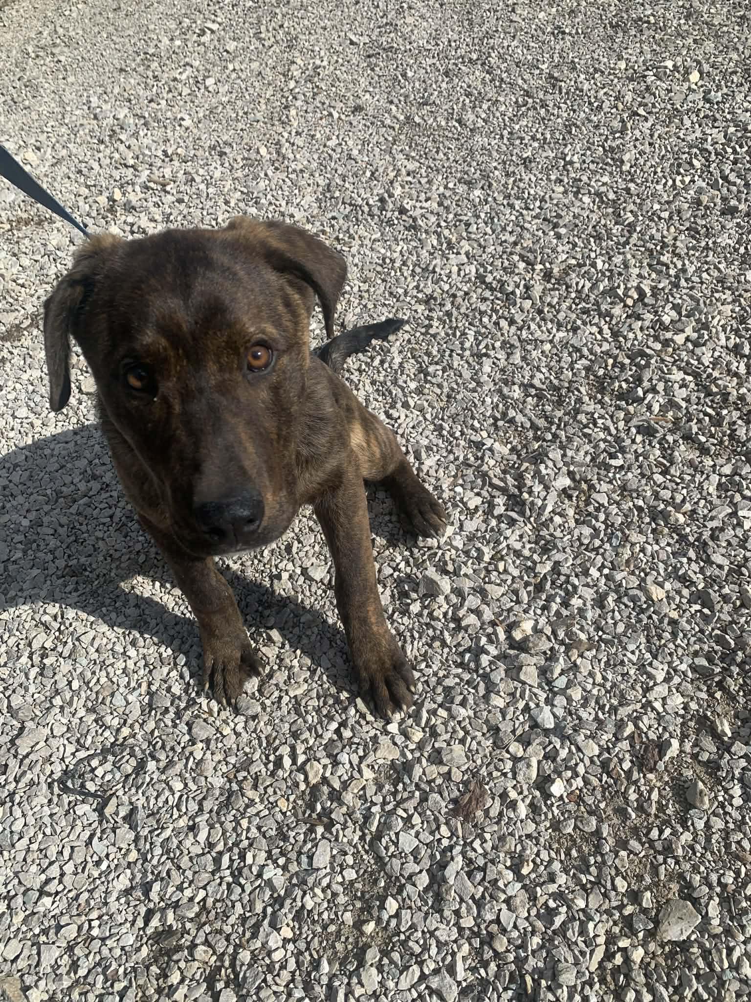 Enlarge Fannie, a Adoptable mixed breed in Campton, KY image 1/4