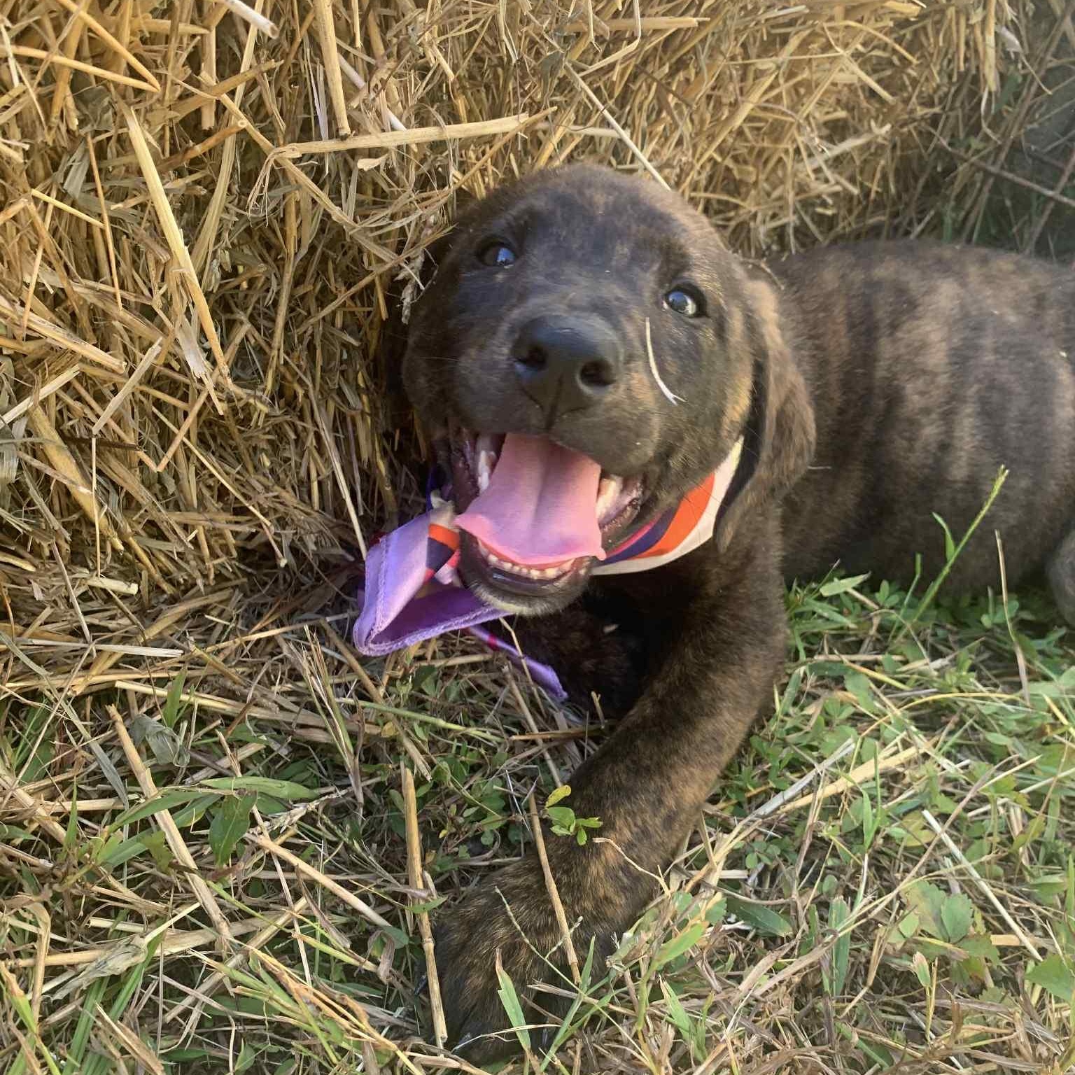 Enlarge Fannie, a Adoptable mixed breed in Campton, KY image 5/5