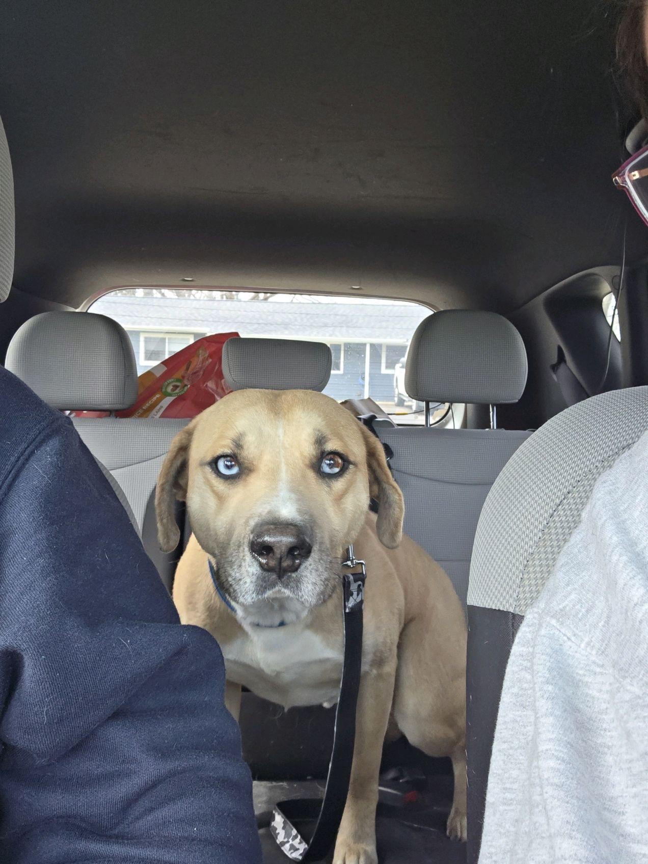 Enlarge Foster Glacier, a ADOPTABLE mixed breed in Oswego, IL image 4/4