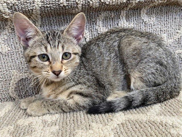 Nutmeg, Adoptable, Kitten Female Domestic Short Hair.