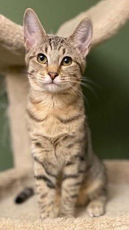 Enlarge Nutmeg, a Adoptable Domestic Short Hair in Shawnee, KS image 1/3