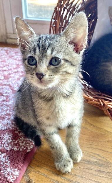 Enlarge Nutmeg, a Adoptable Domestic Short Hair in Shawnee, KS image 3/3