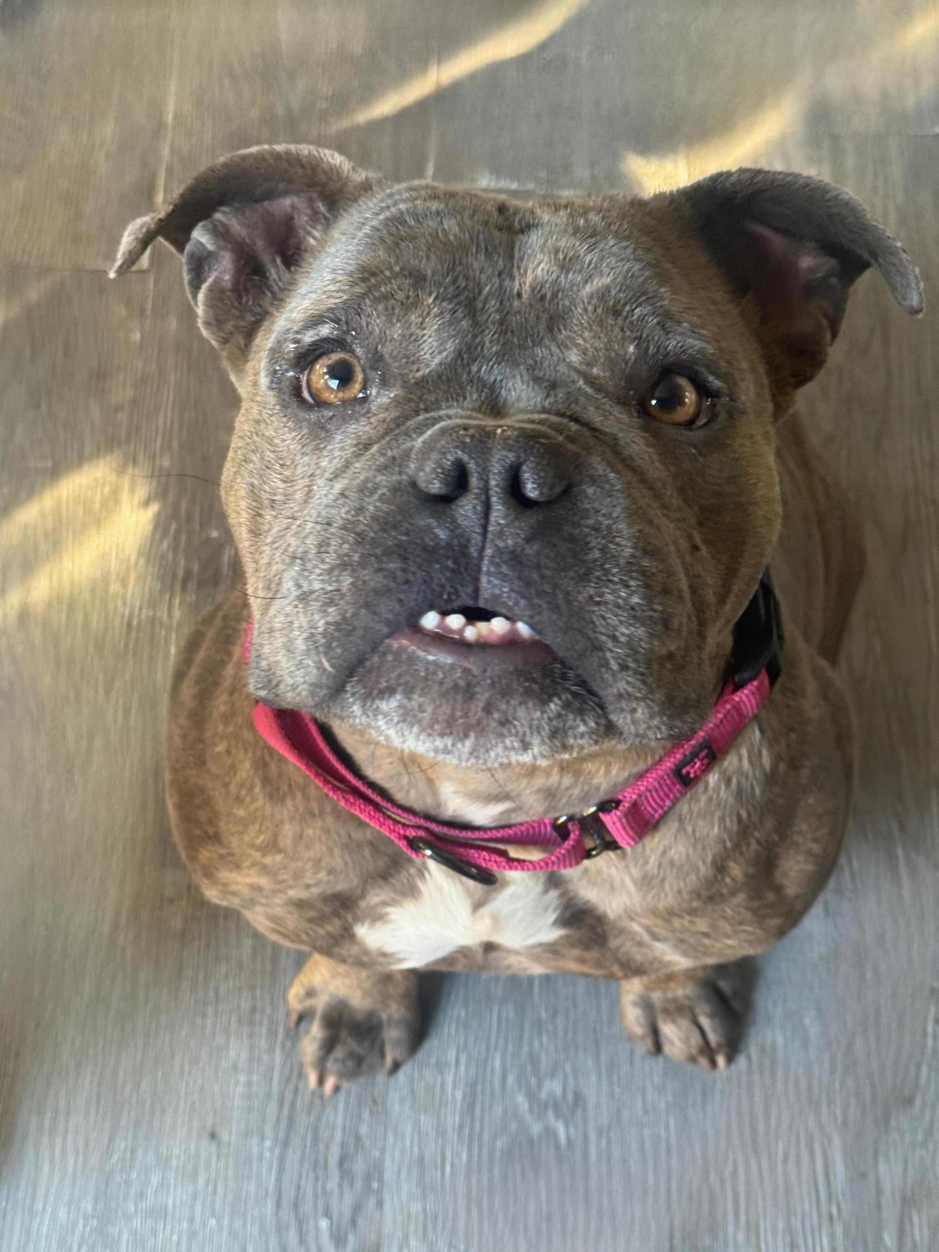 Georgie, ADOPTABLE, Adult Female American Bully.