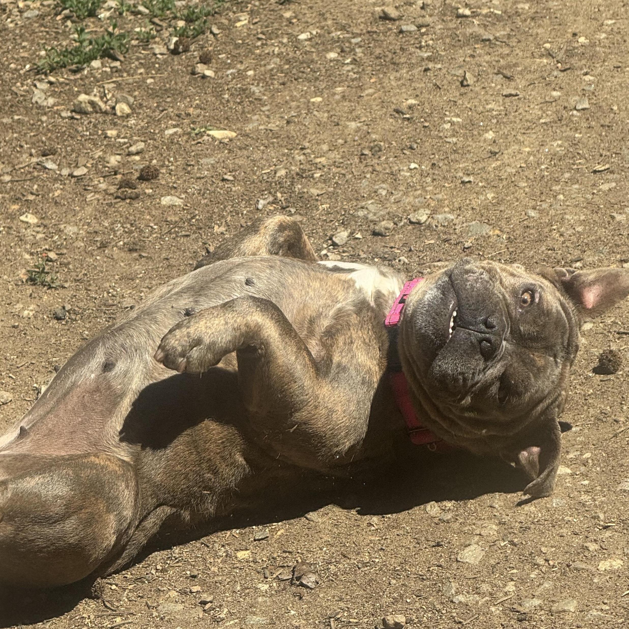 Enlarge Georgie, a ADOPTABLE American Bully in Fredericksburg, VA image 3/5