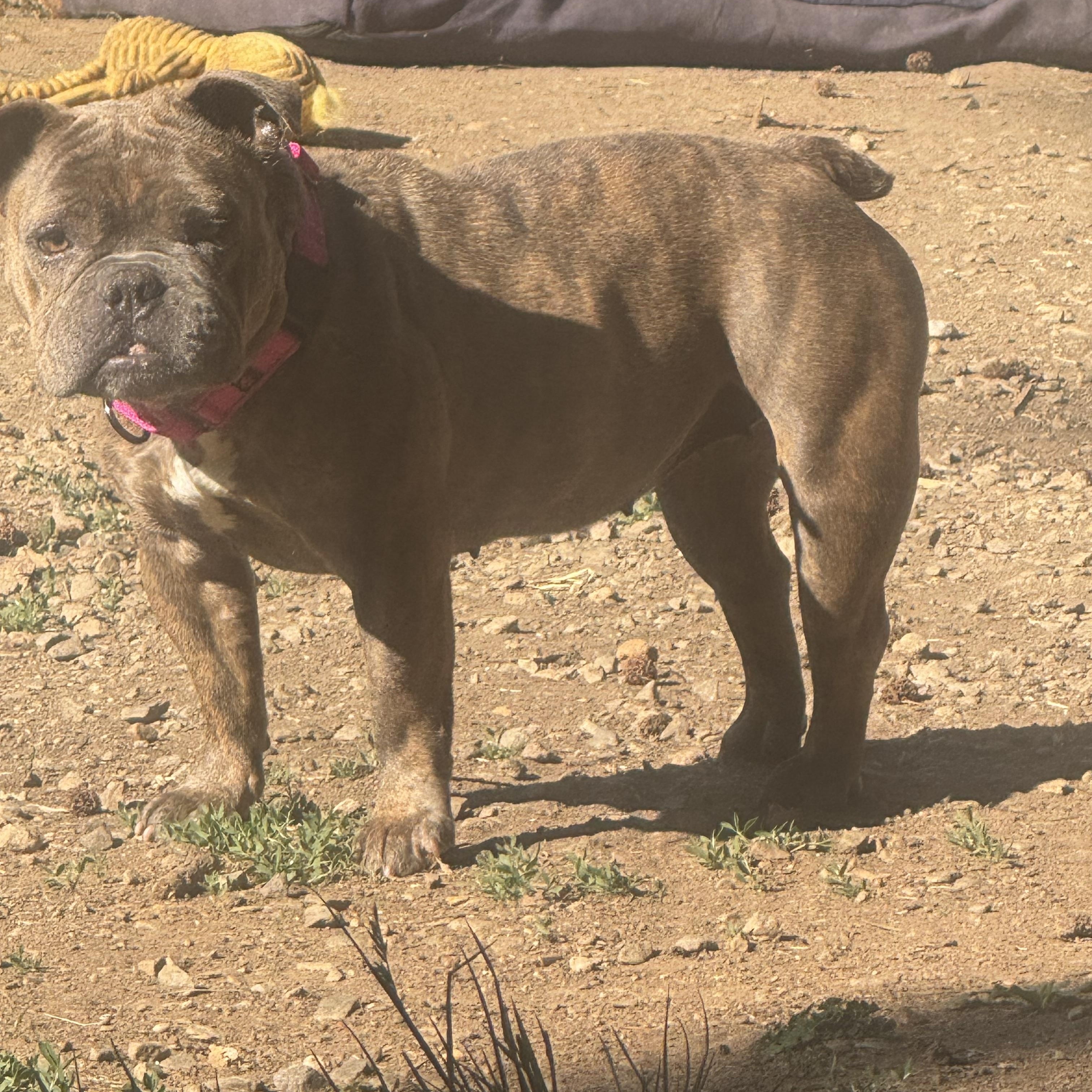 Enlarge Georgie, a ADOPTABLE American Bully in Fredericksburg, VA image 2/5