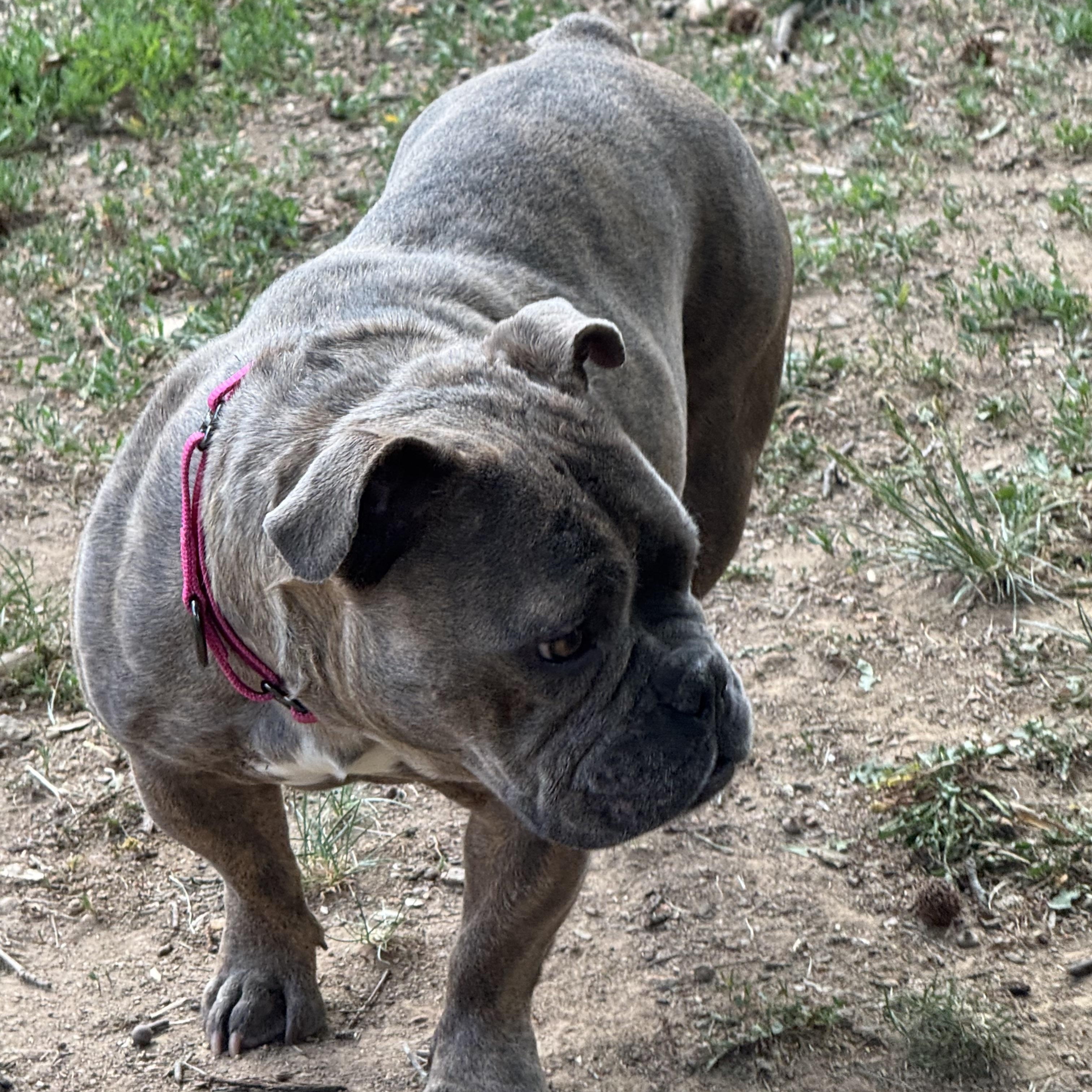 Enlarge Georgie, a ADOPTABLE American Bully in Fredericksburg, VA image 5/5