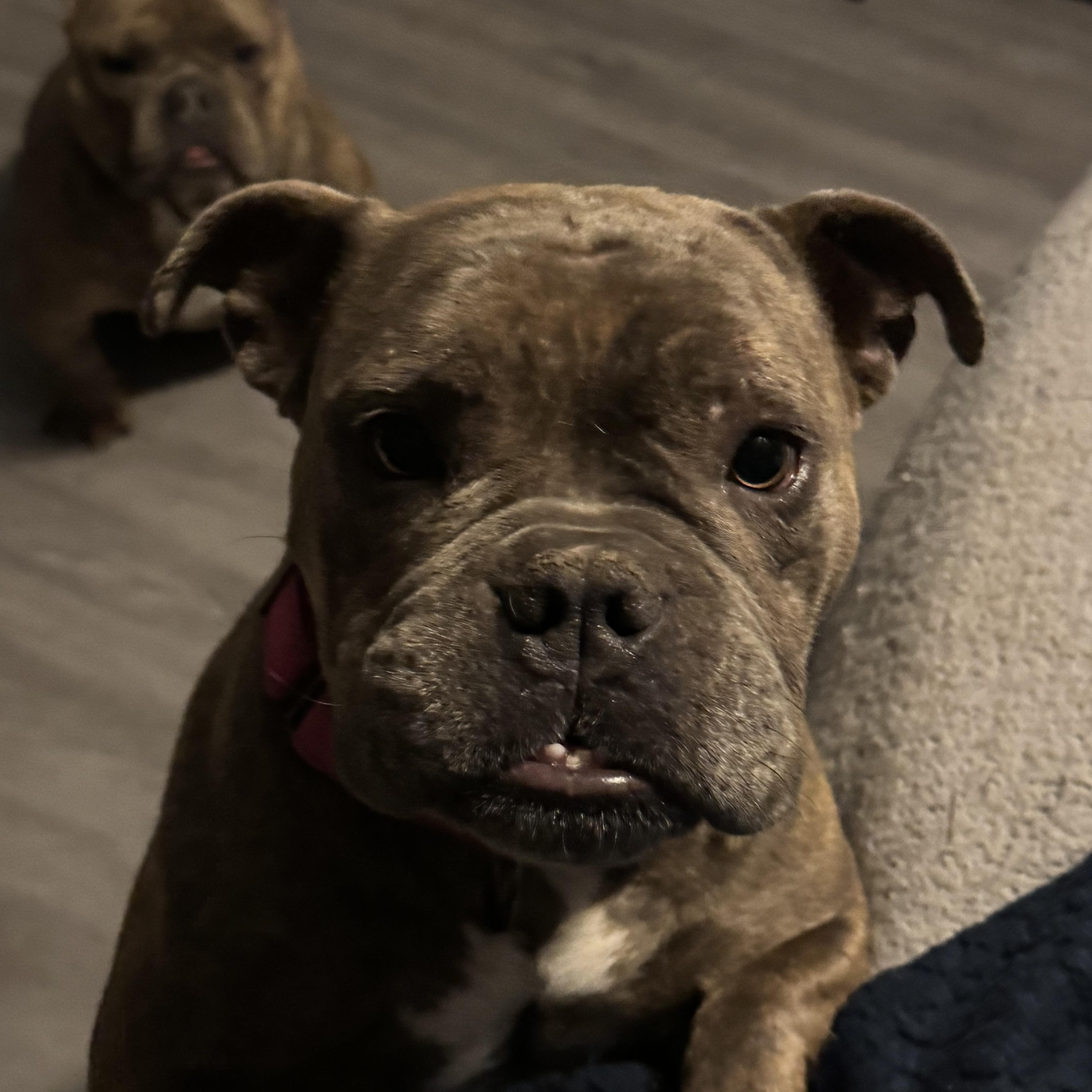 Enlarge Georgie, a ADOPTABLE American Bully in Fredericksburg, VA image 4/5