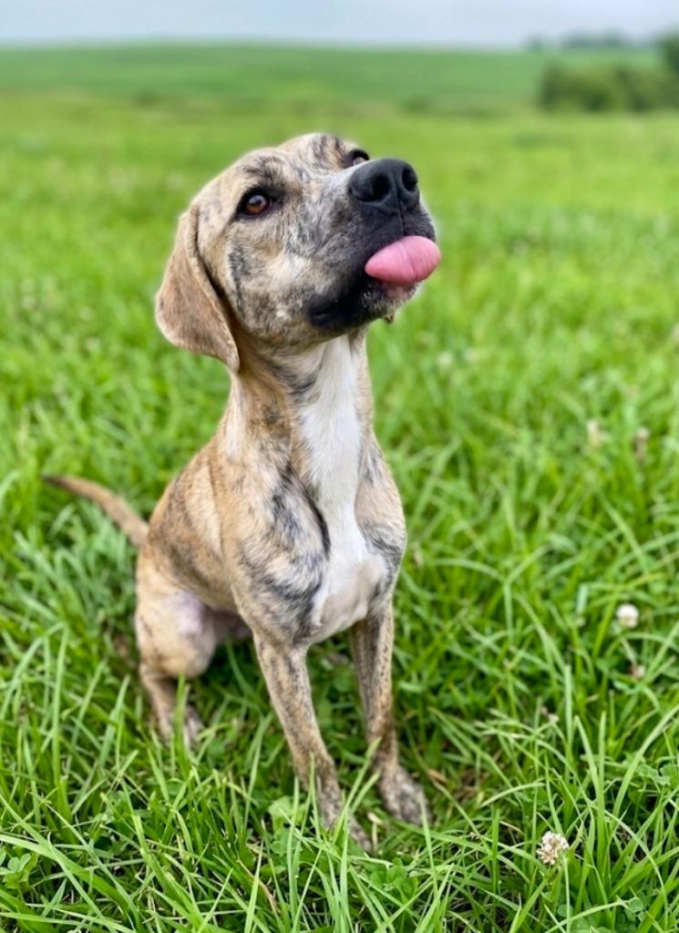 Dreamsickle, Adoptable, Adult Female Whippet & Terrier.