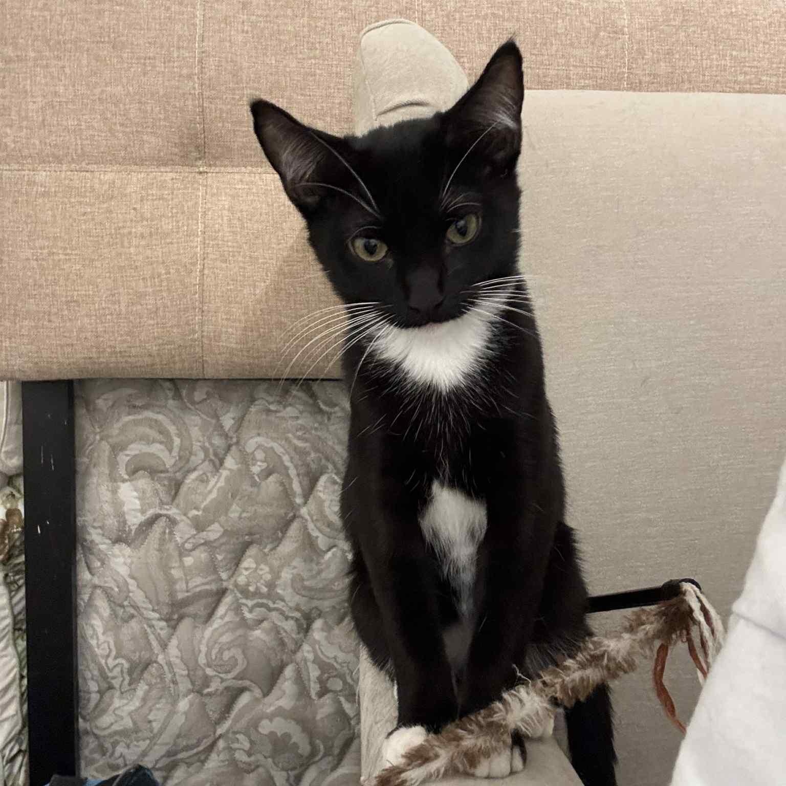 Enlarge Apollo (tuxedo), a Adoptable Domestic Short Hair in Allen, TX image 3/5