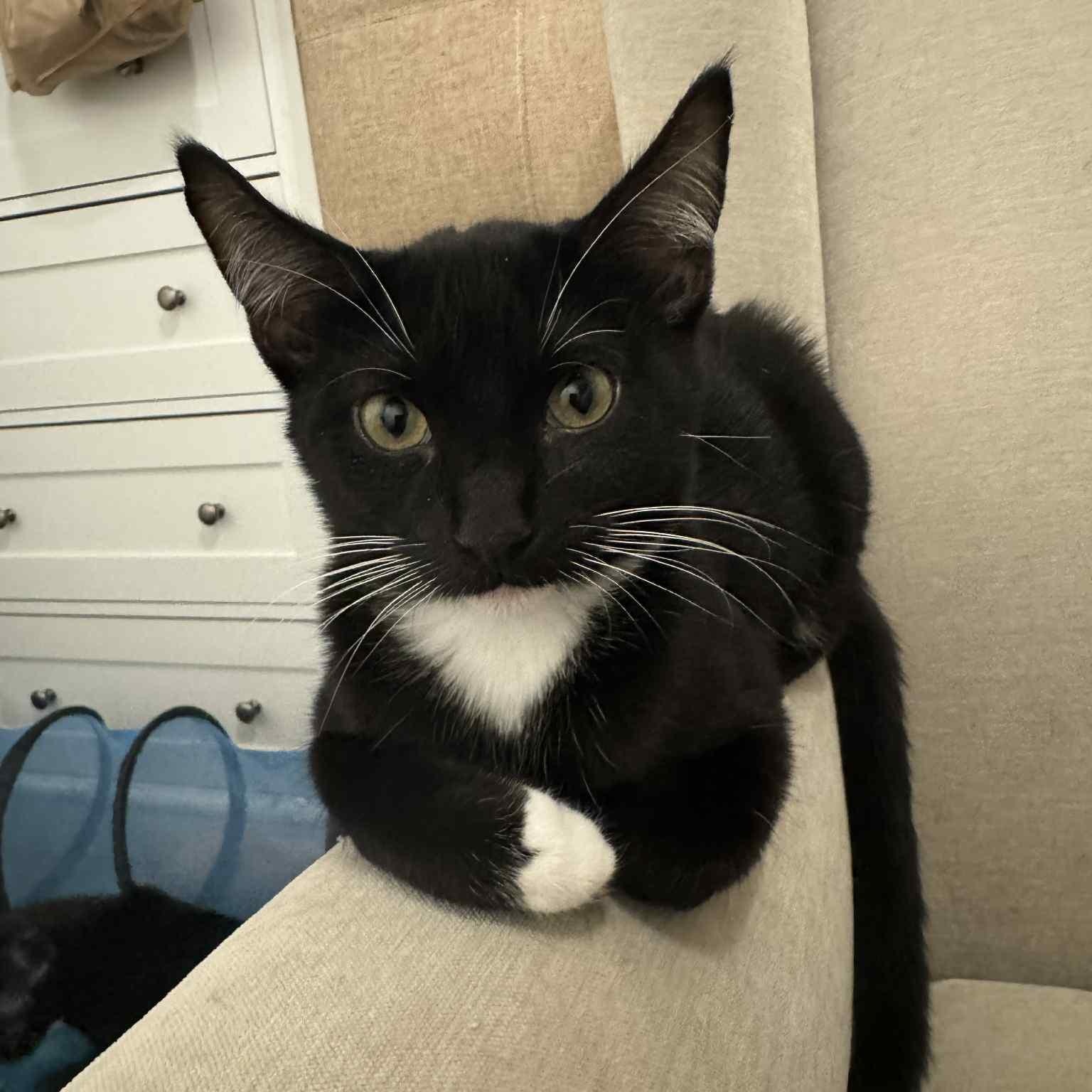 Apollo (tuxedo), Adoptable, Young Male Domestic Short Hair.