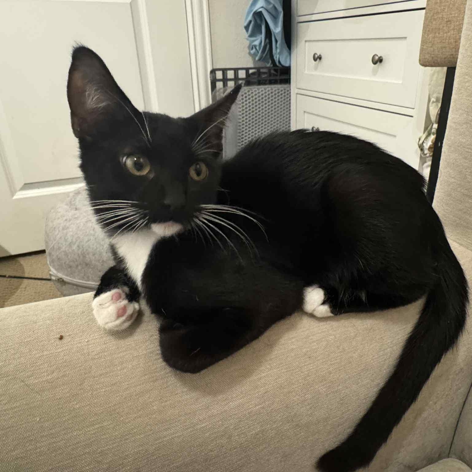 Enlarge Apollo (tuxedo), a Adoptable Domestic Short Hair in Allen, TX image 4/5