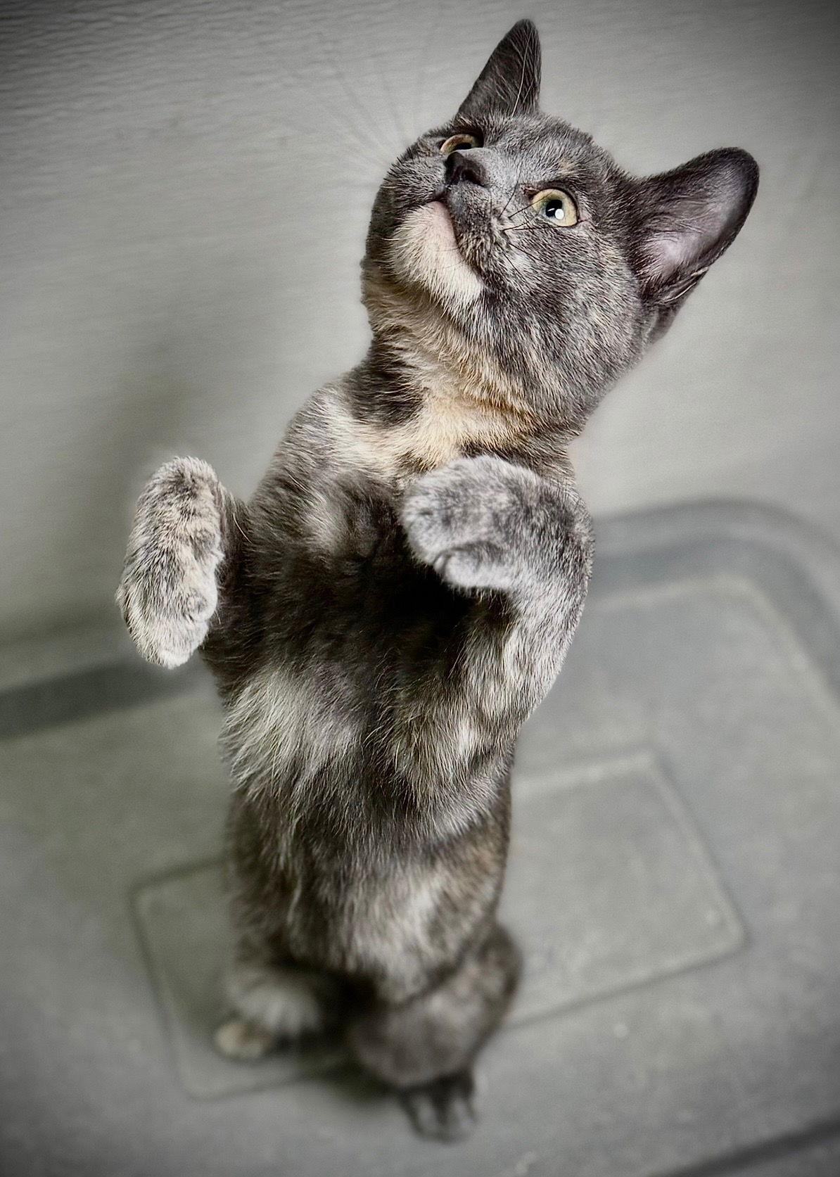 Enlarge Chel, a Adoptable Domestic Short Hair in Cary, NC image 1/3