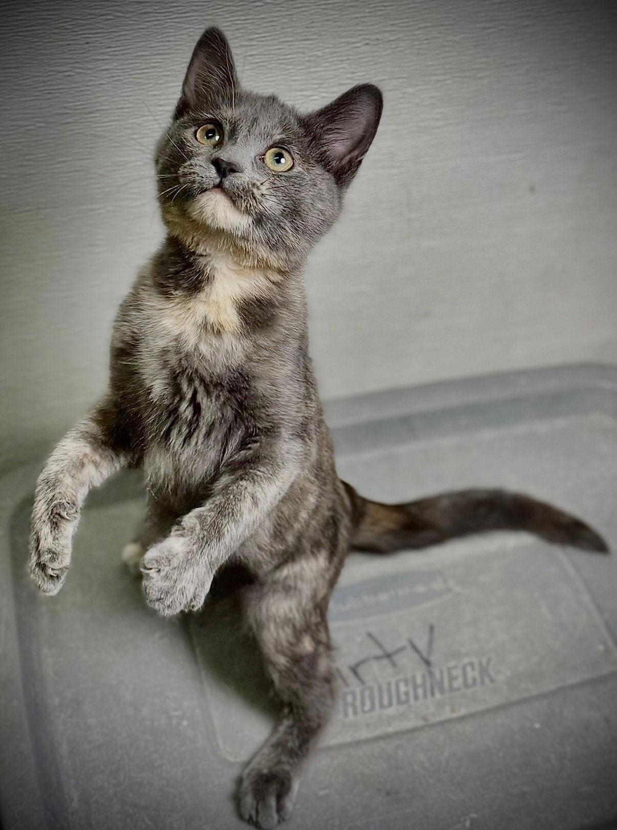 Enlarge Chel, a Adoptable Domestic Short Hair in Cary, NC image 2/3