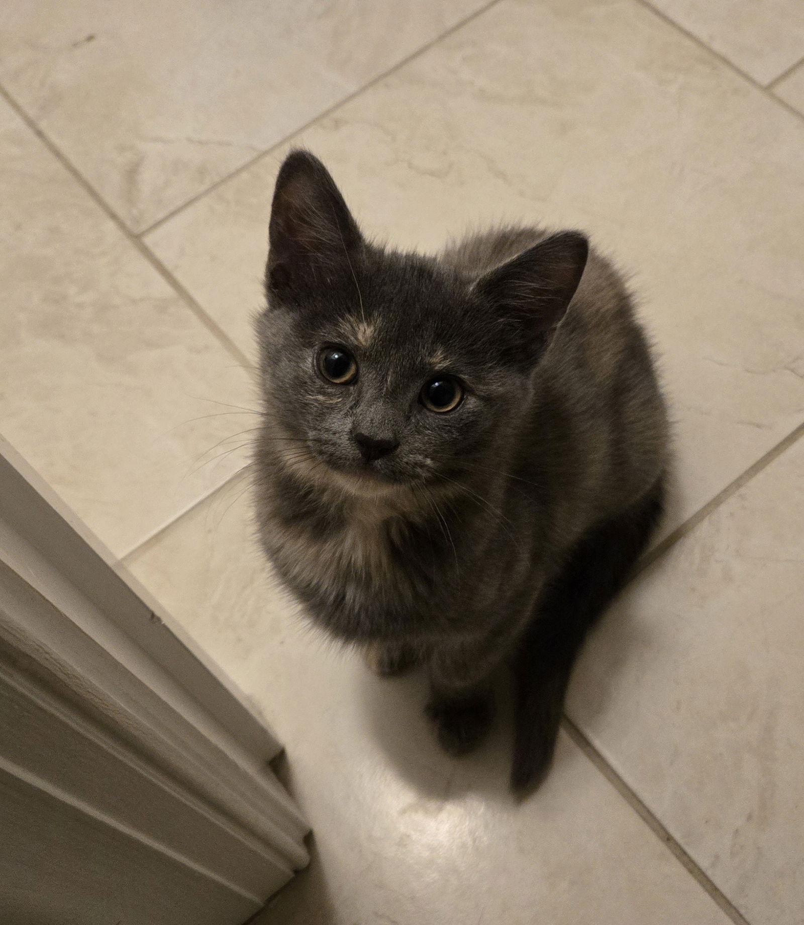 Enlarge Chel, a Adoptable Domestic Short Hair in Cary, NC image 3/3