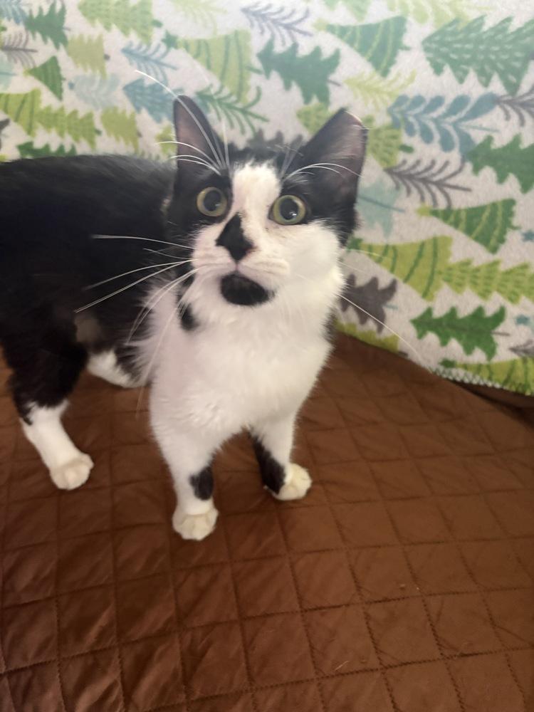 Melissa, Adoptable, Young Female Domestic Medium Hair.