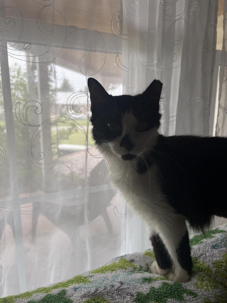 Enlarge Melissa, a Adoptable Domestic Medium Hair in Wilson, NC image 2/6