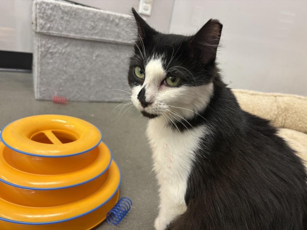 Enlarge Melissa, a Adoptable Domestic Medium Hair in Wilson, NC image 3/6